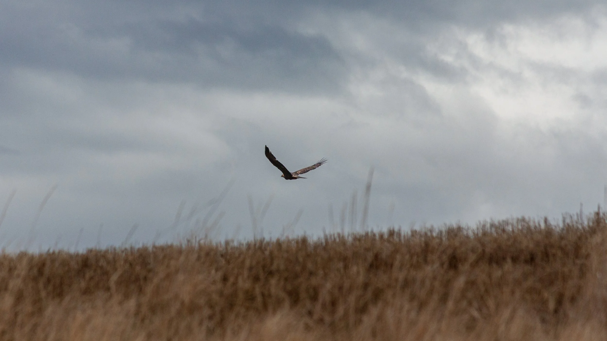 A bird of prey glides above a grassy ridge beneath gray clouds.