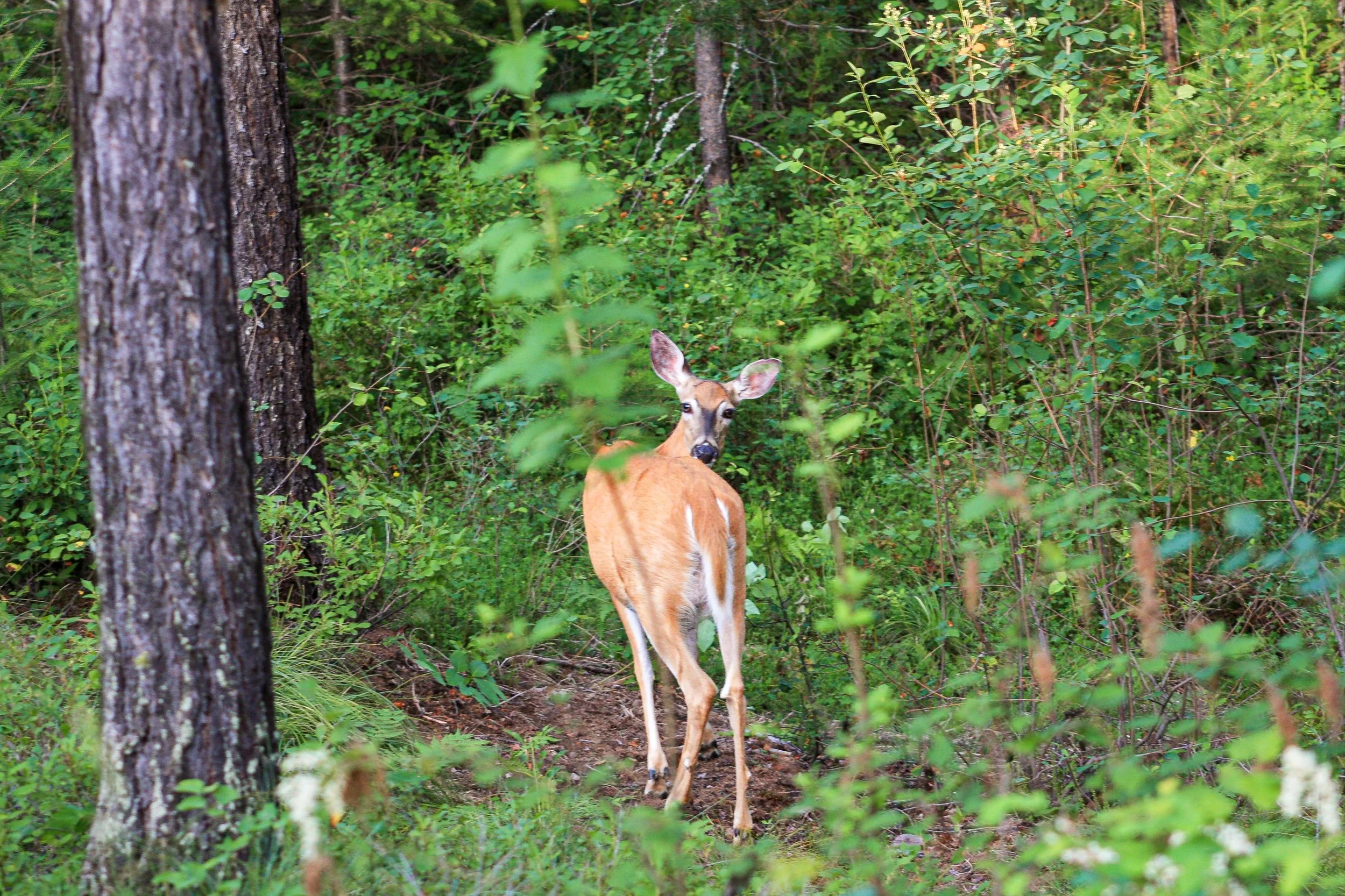 A deer stands among green plants at the edge of a woodland.