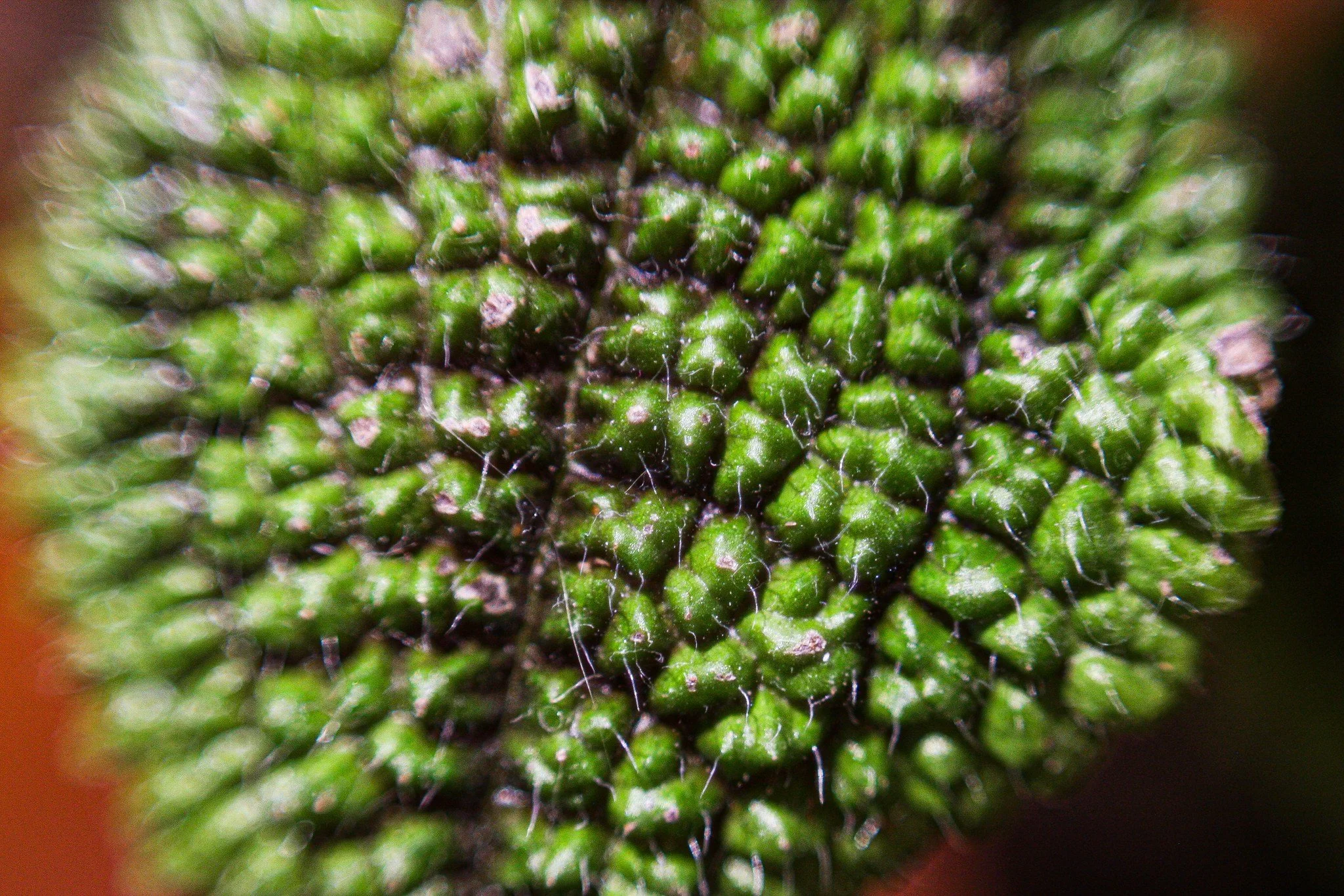 Fine hairs and green ridges fill a close view of a textured leaf.