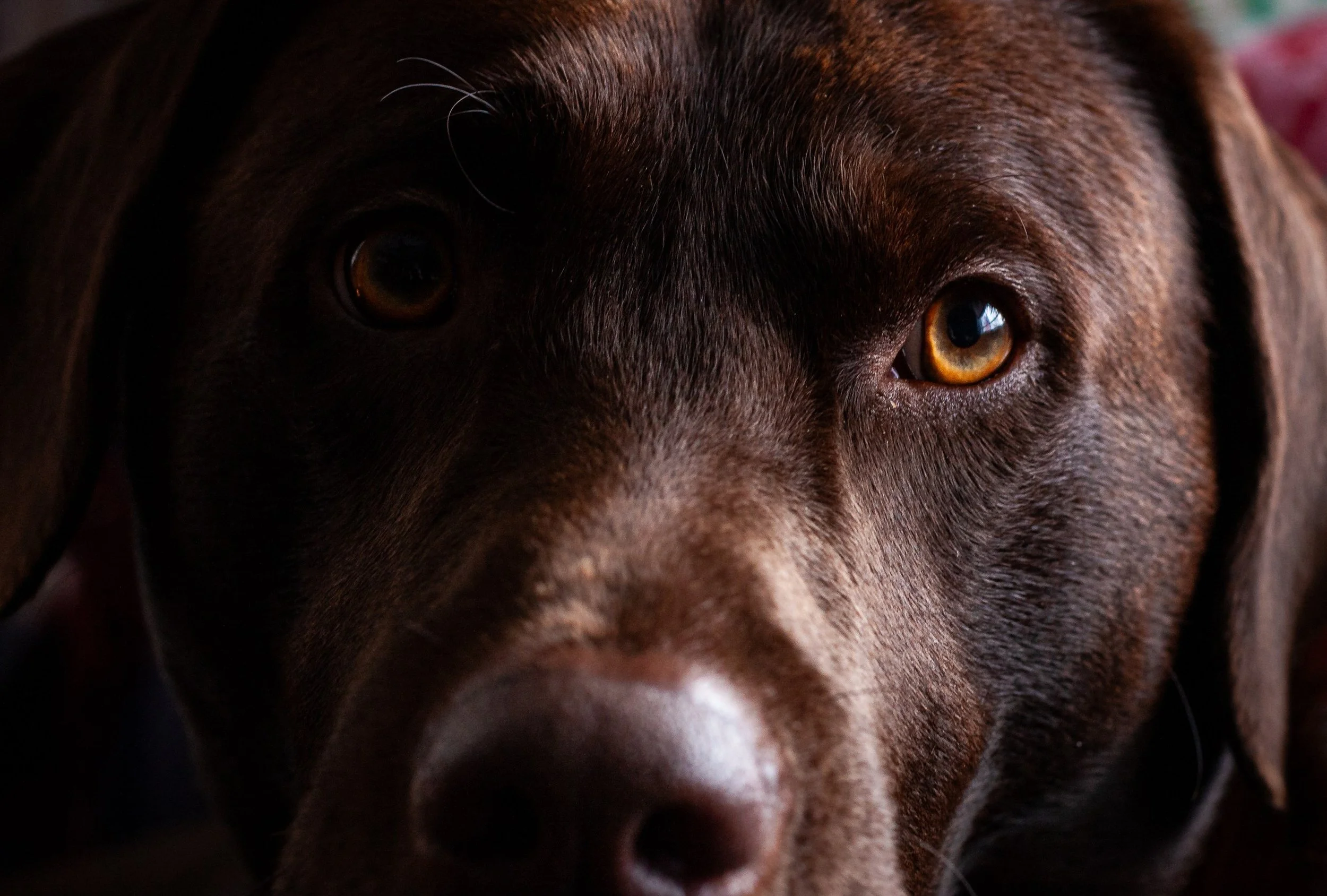 Soft window light catches the amber eyes of a brown dog.