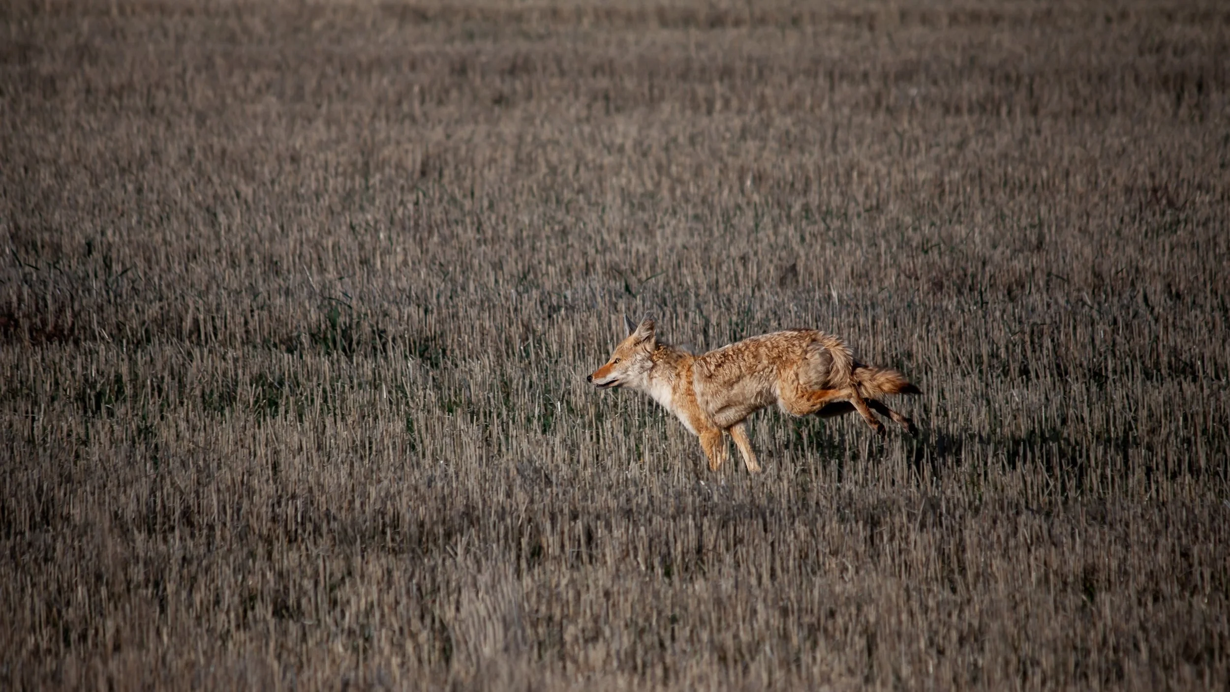 A coyote runs across a field of dry grass.