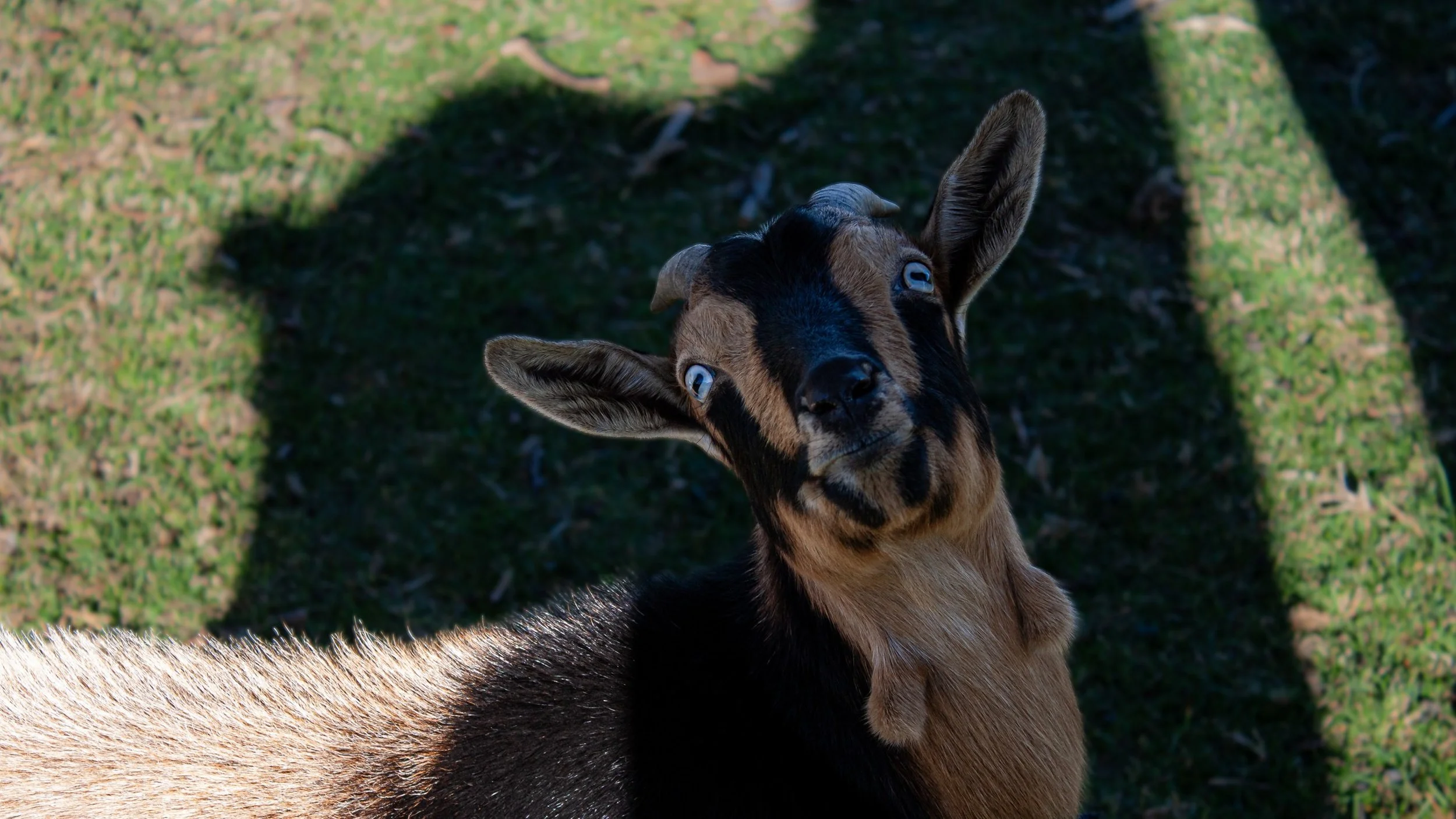 A goat stands in dappled sunlight on green grass.