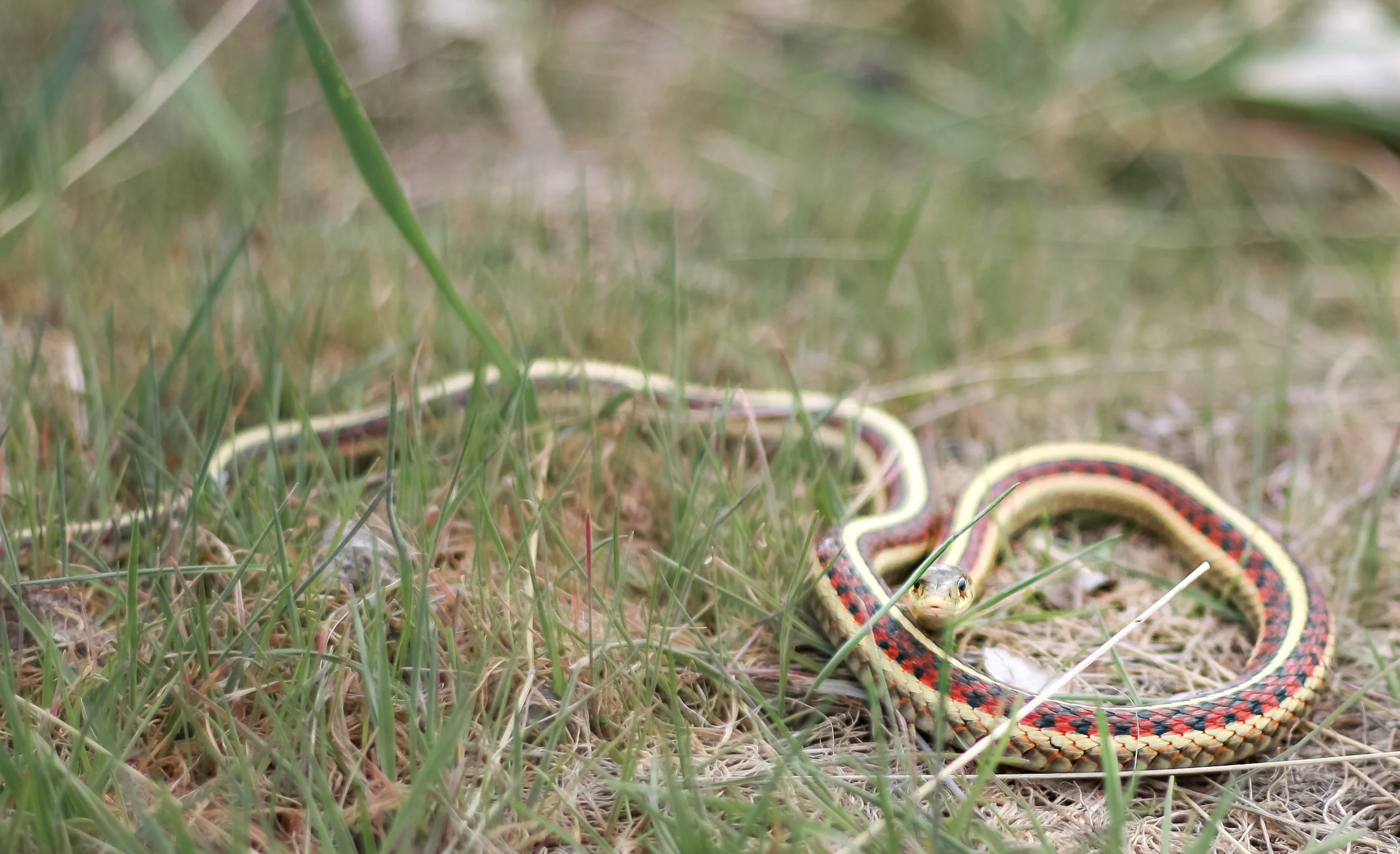 A striped snake rests in loose coils among grasses.