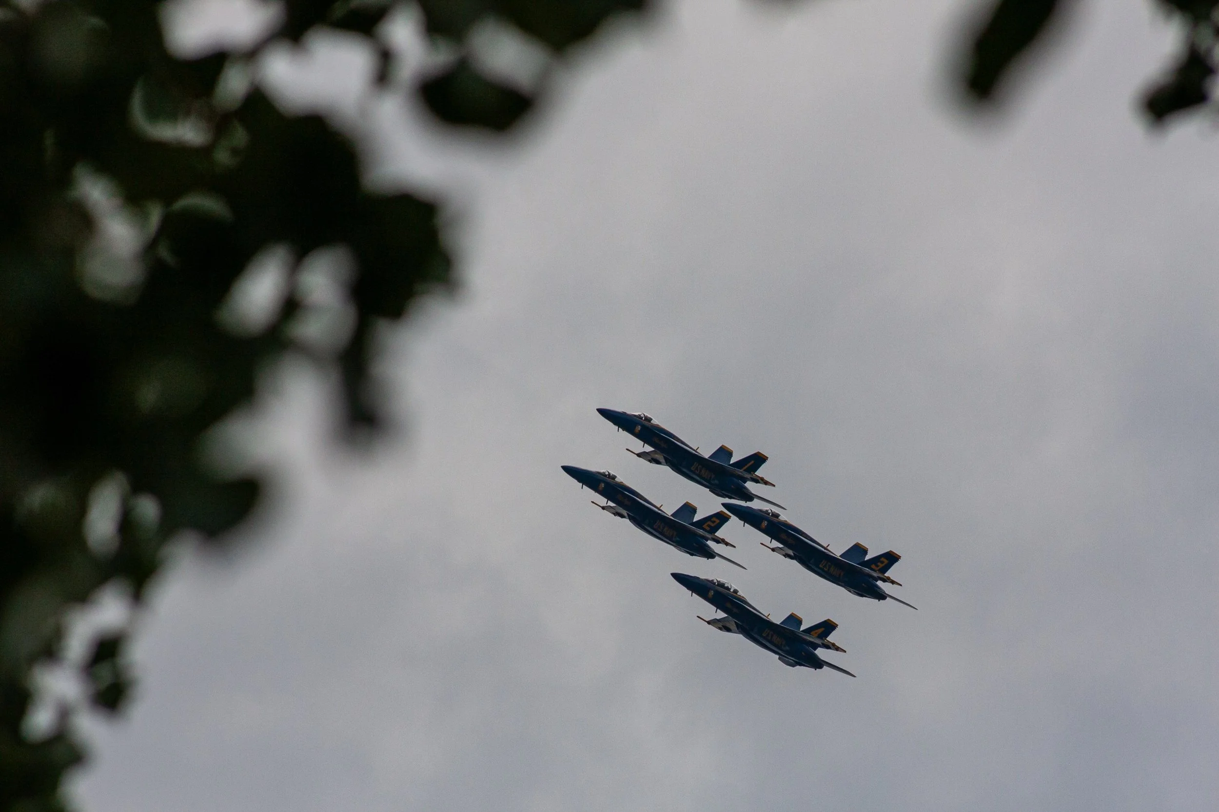 Four aircraft fly in formation beyond a frame of dark leaves.