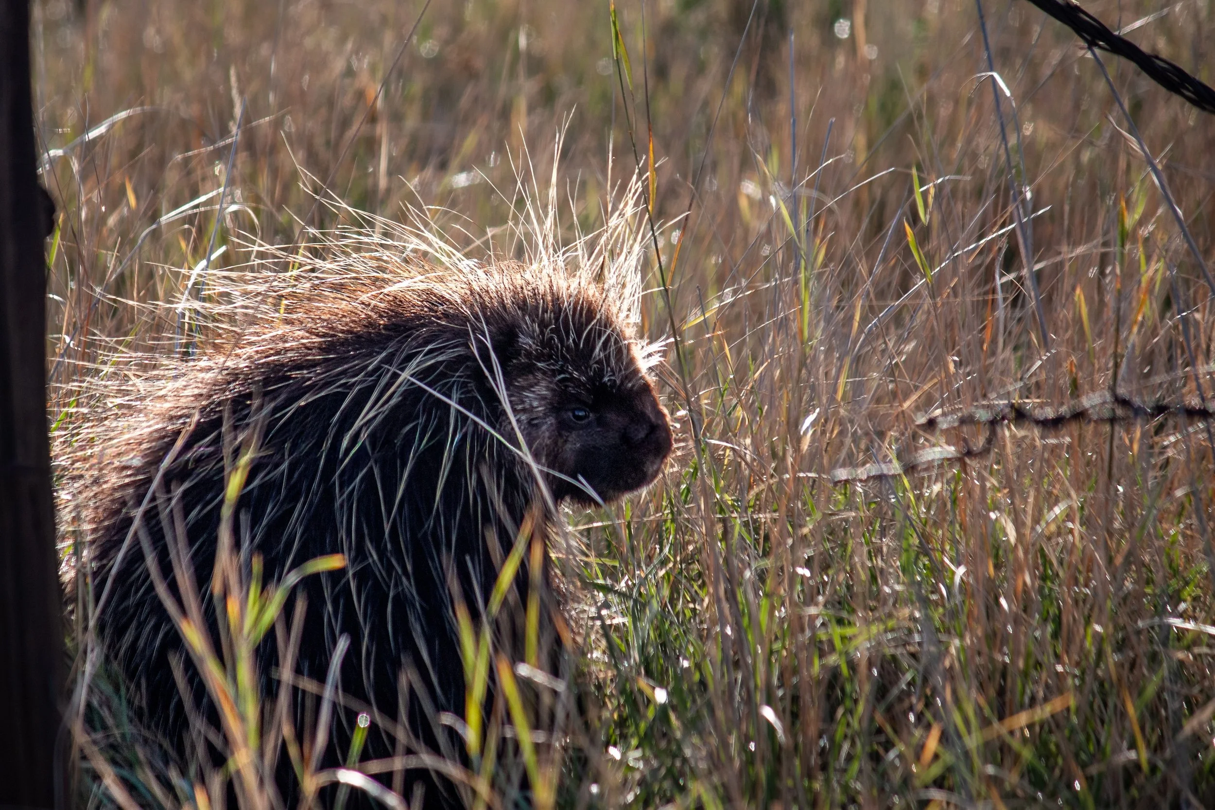 A porcupine is backlit among tall grasses.