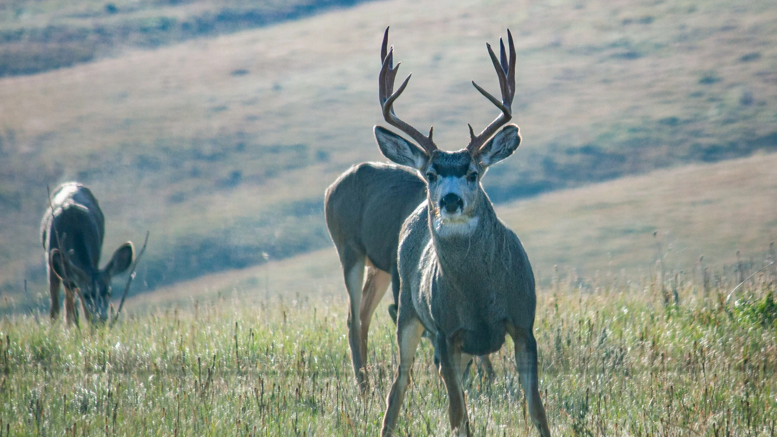 An antlered mule deer stands among tall grasses with another deer behind.