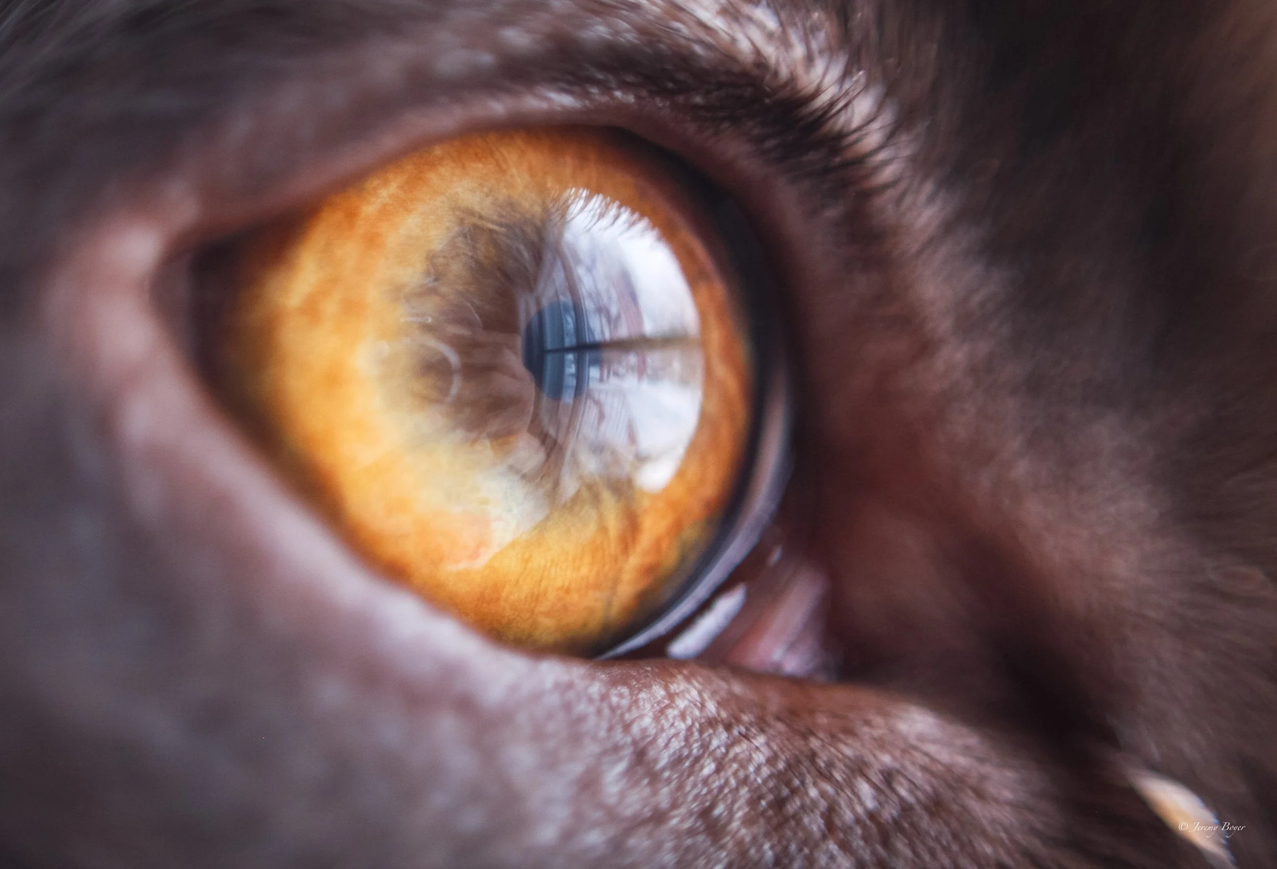 A window is reflected in the amber eye of a brown dog.