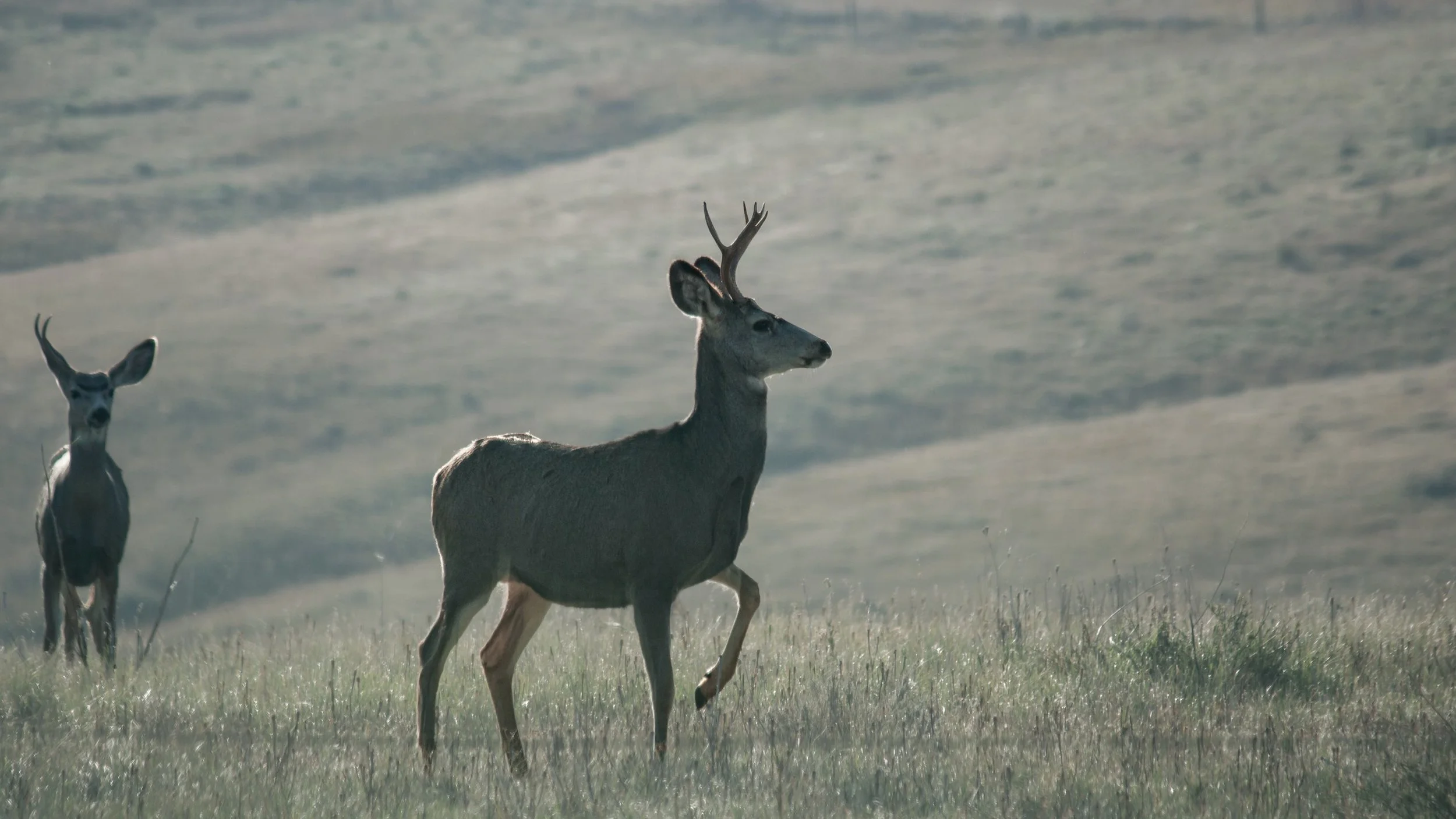 Two mule deer stand in pale grasses in soft morning light.