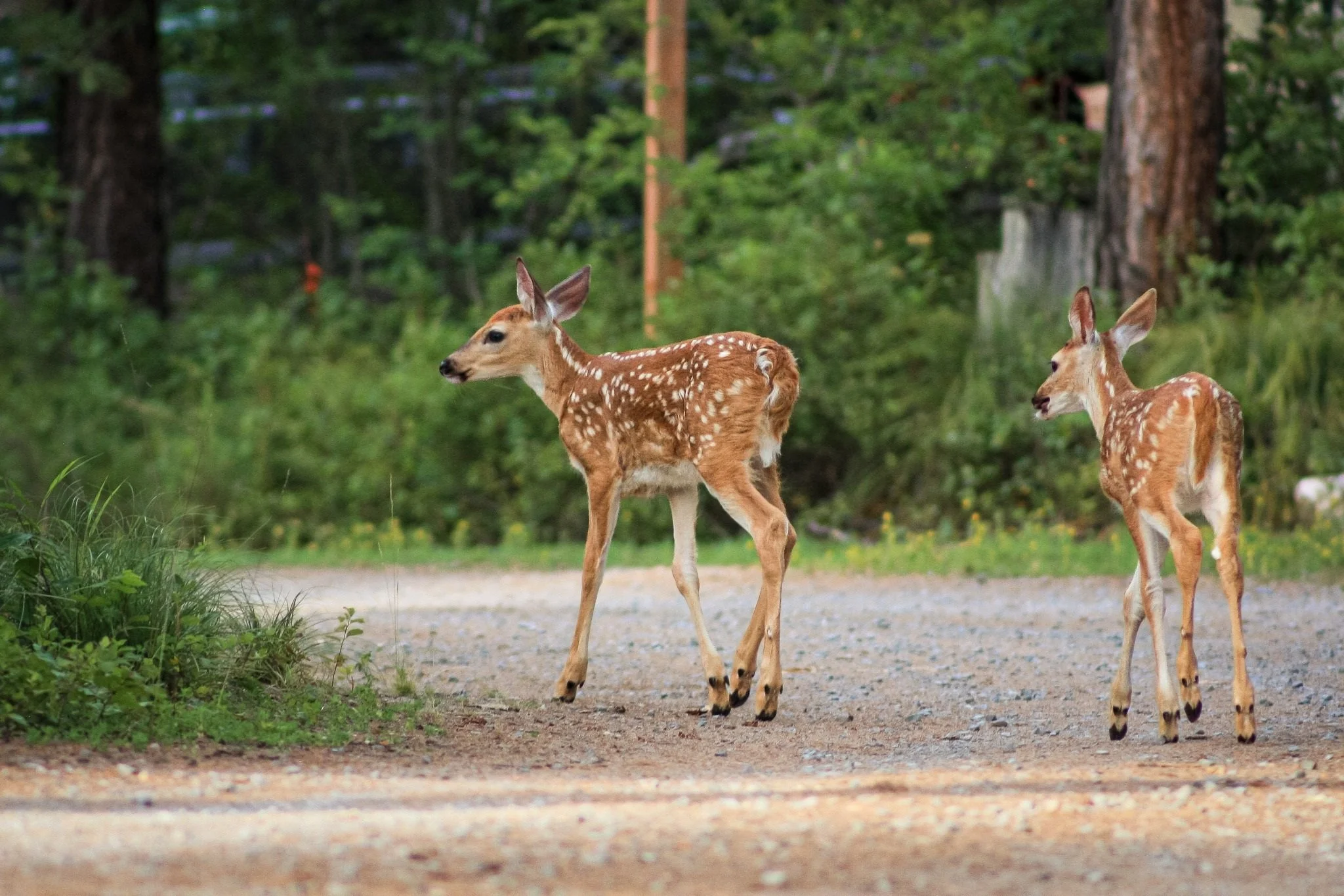 Two spotted fawns stand on a gravel road beside green woodland.