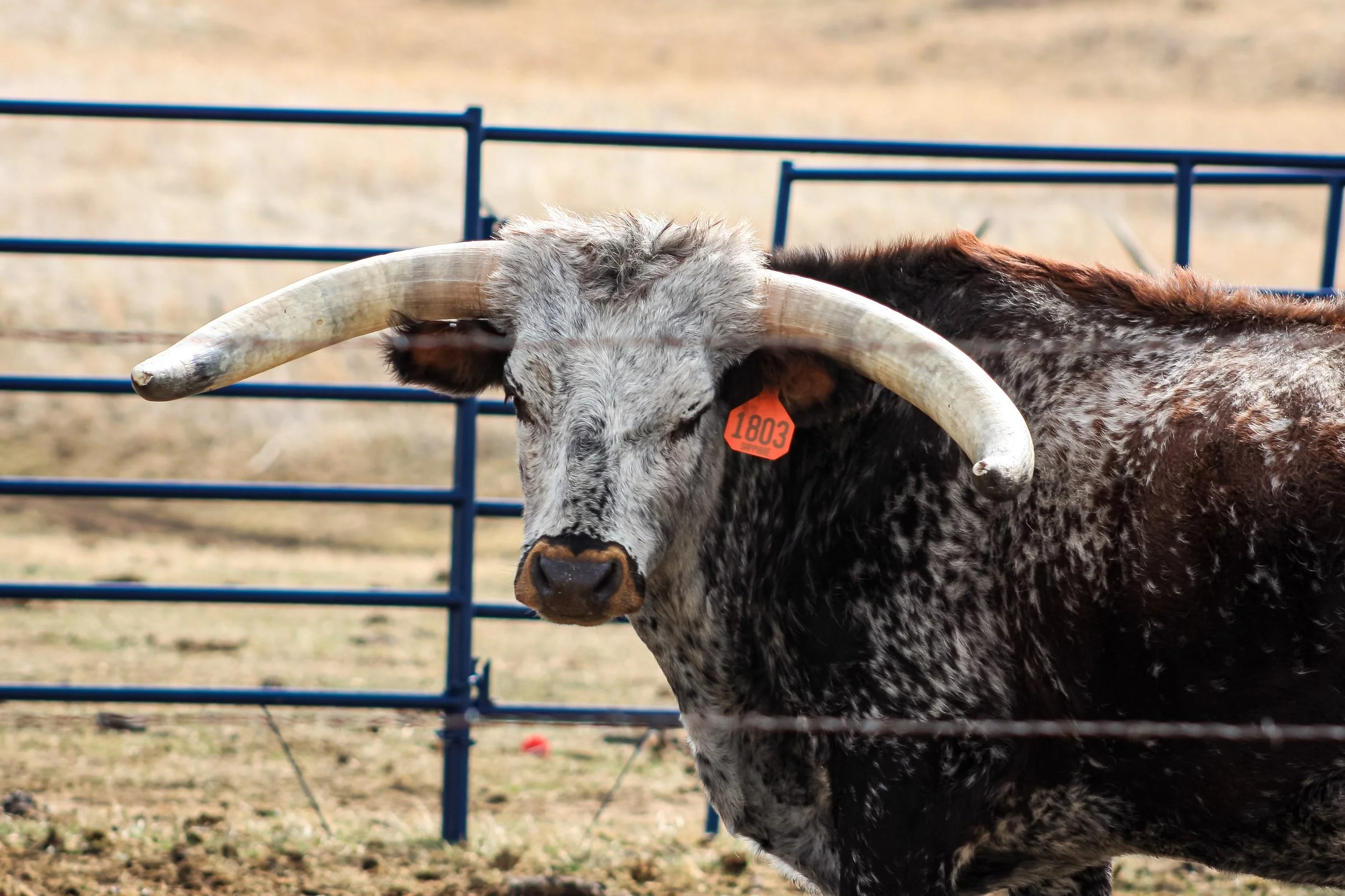 A longhorn stands behind a fence in warm sunlight.