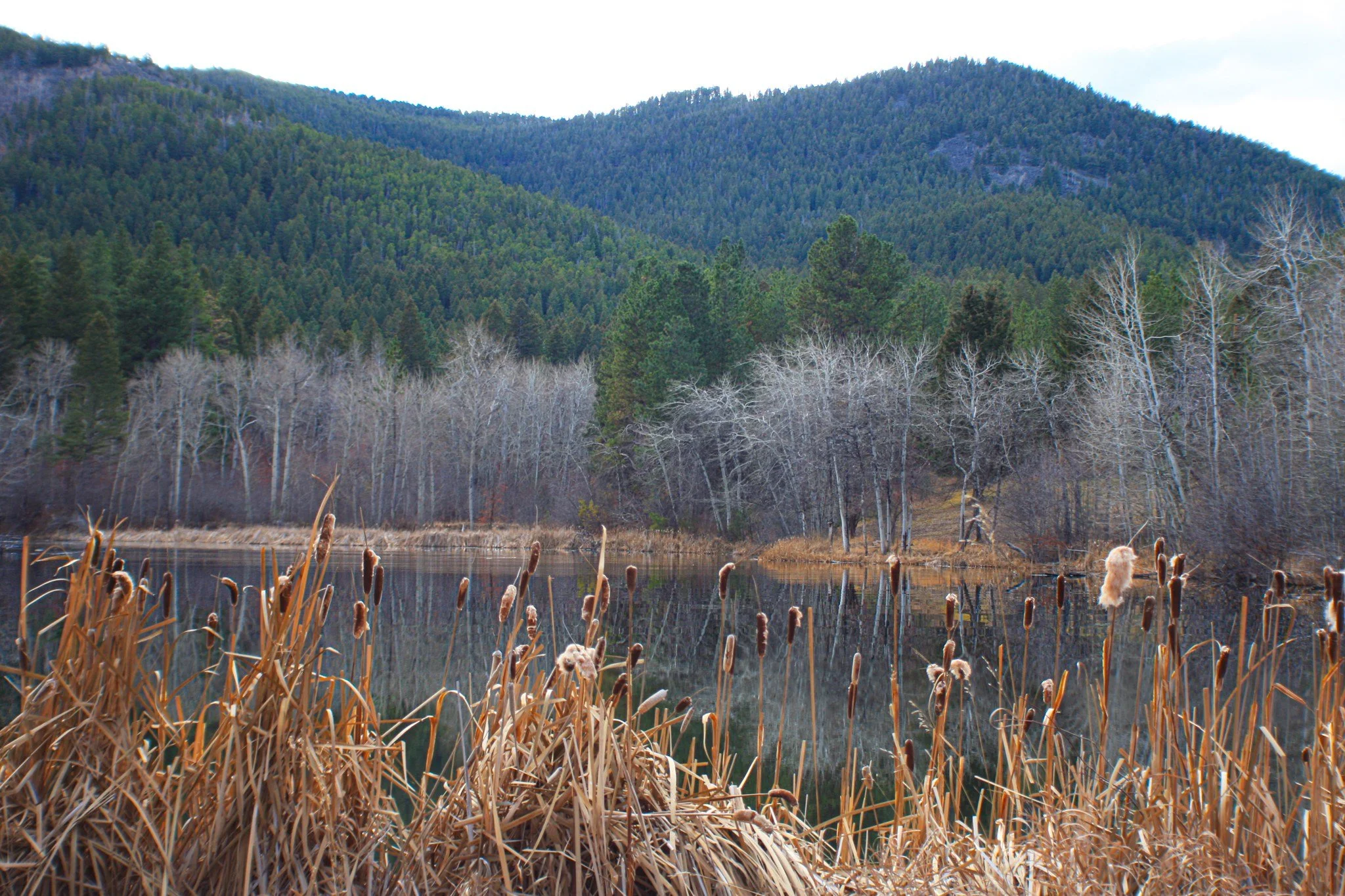 Dry reeds frame quiet water beneath bare trees and forested hills.