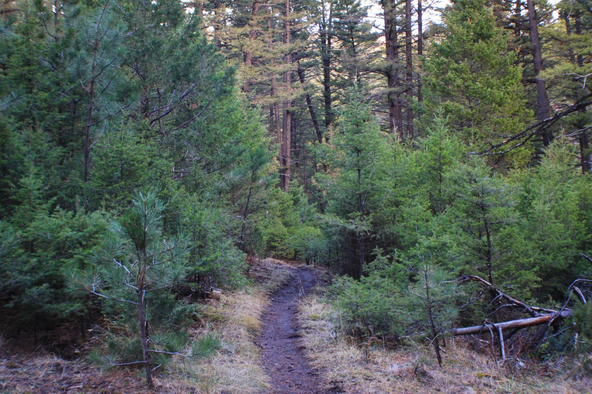 A narrow path winds through a green evergreen forest.