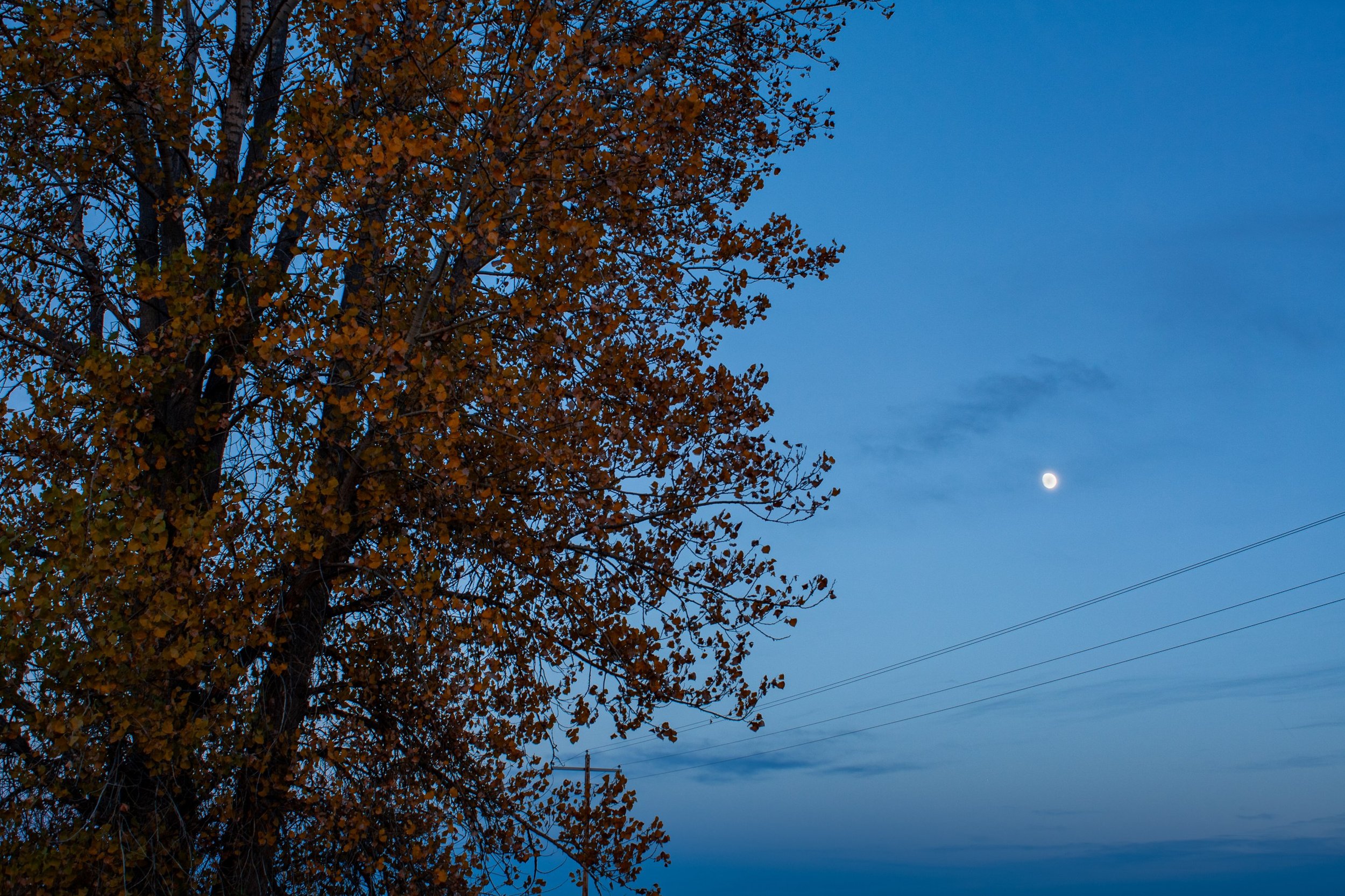 An autumn tree frames the moon against a blue evening sky.