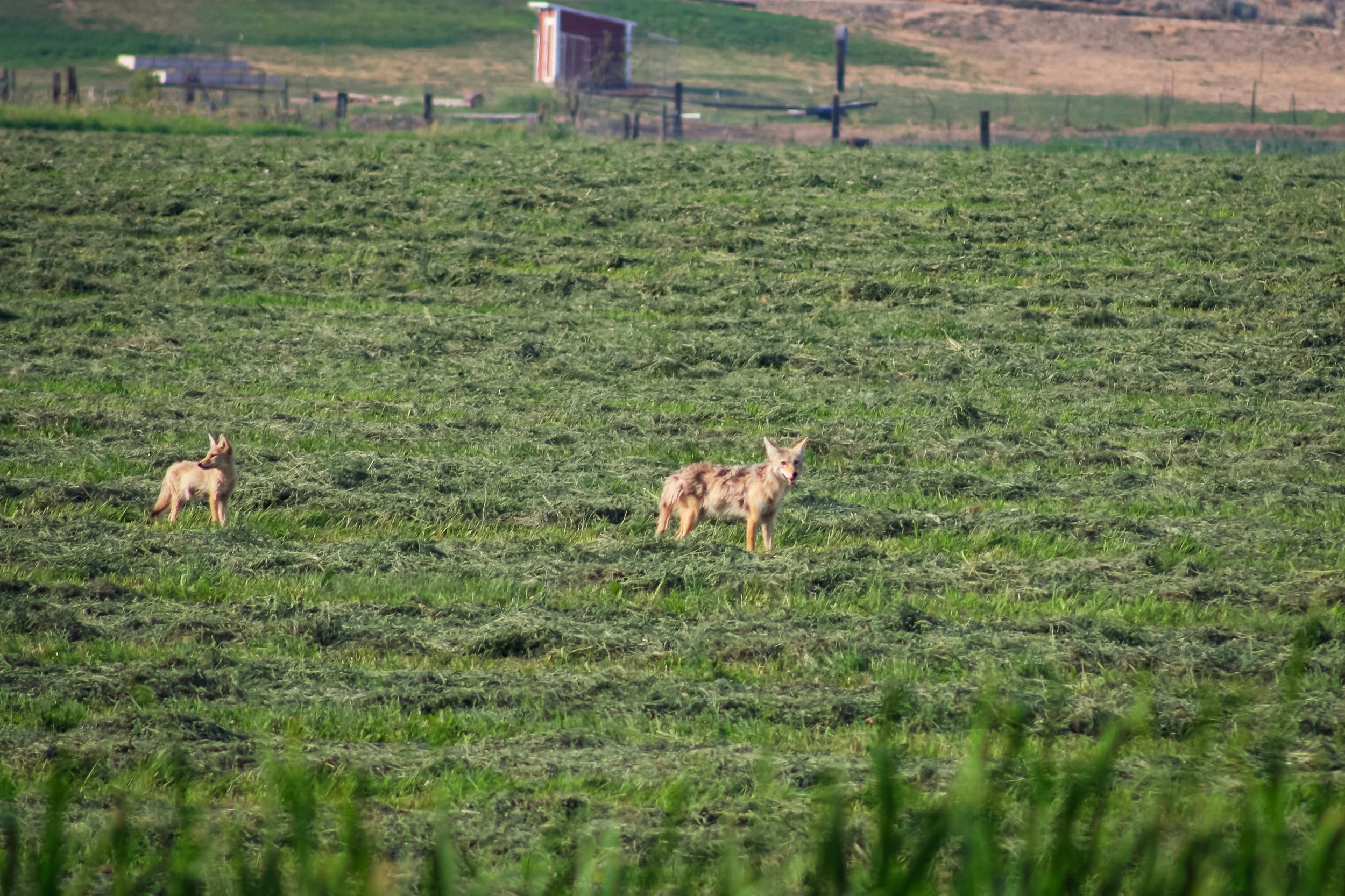 Deer graze in a broad green field beside distant farm buildings.