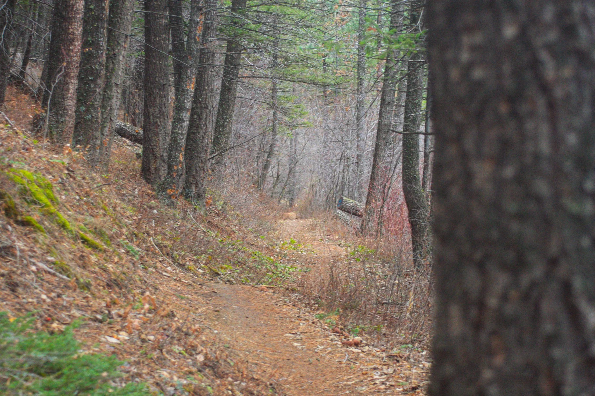 A woodland trail follows a slope between tall tree trunks.