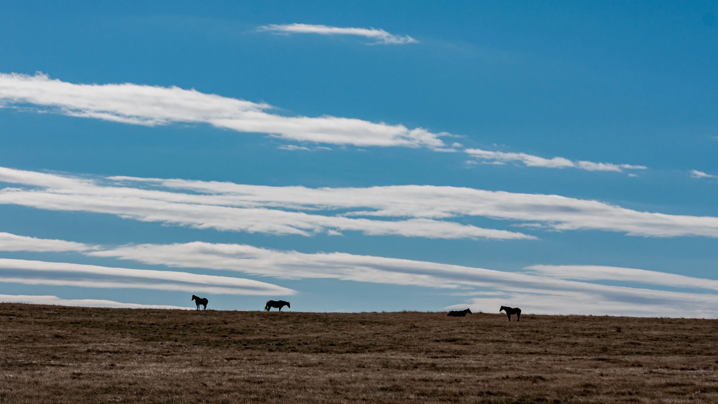 Horses stand along an open ridgeline beneath long white clouds.