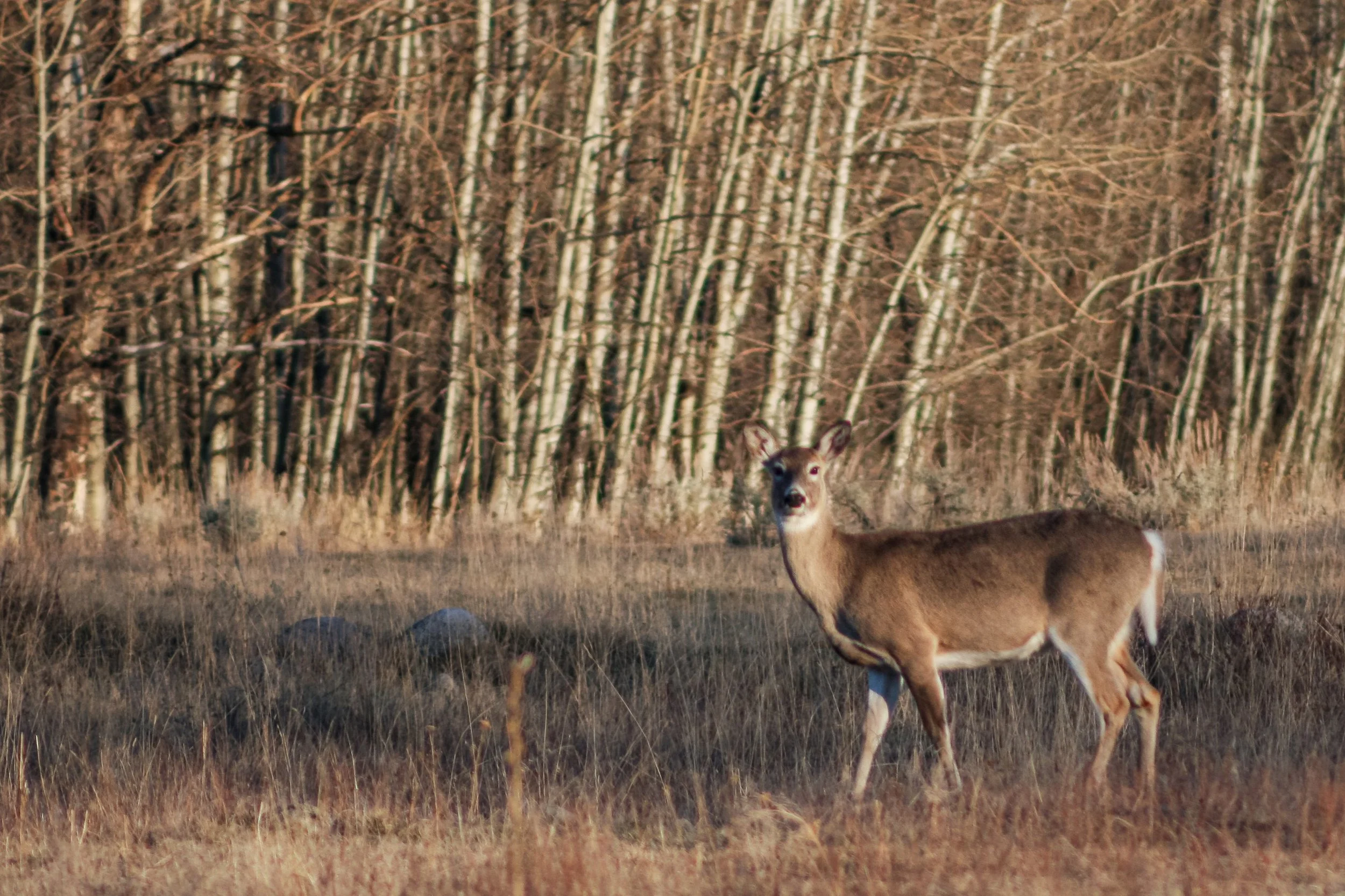A deer stands in dry grass at the edge of a woodland.