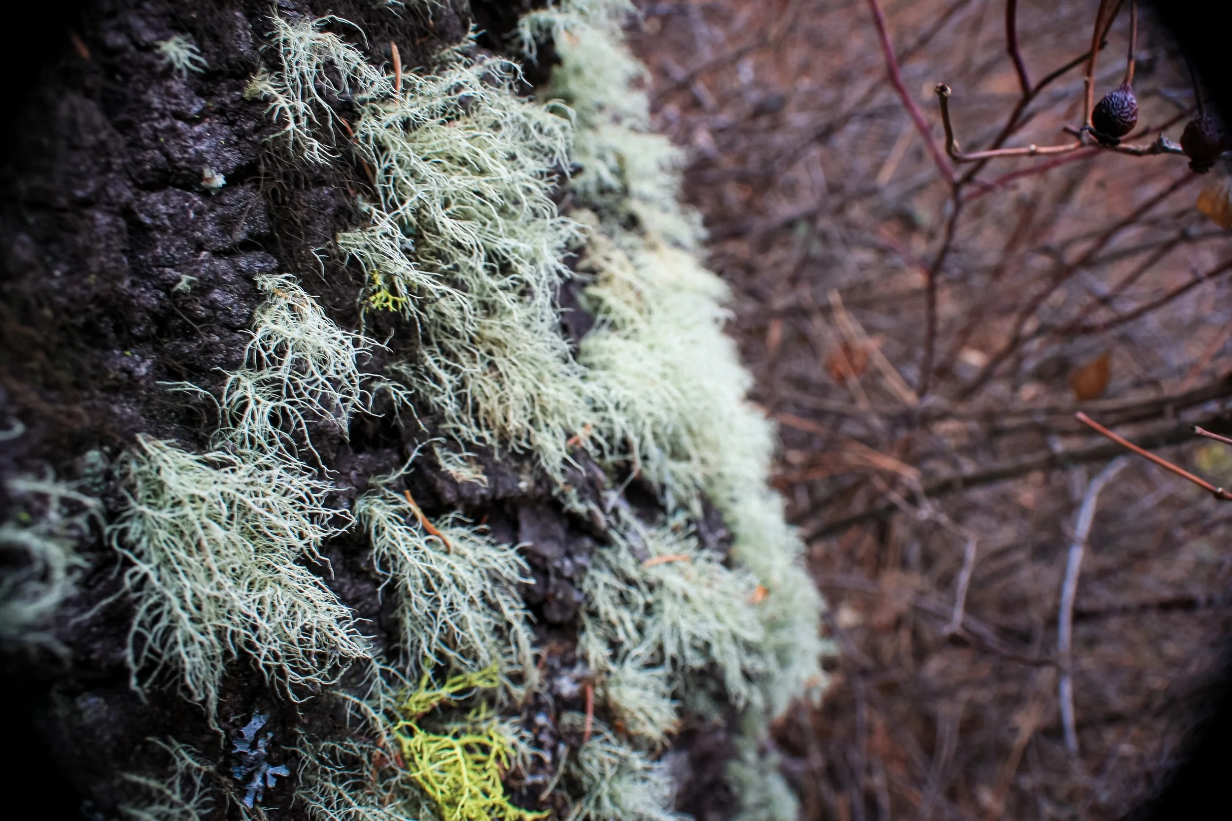 Pale branching lichen grows on rough tree bark.
