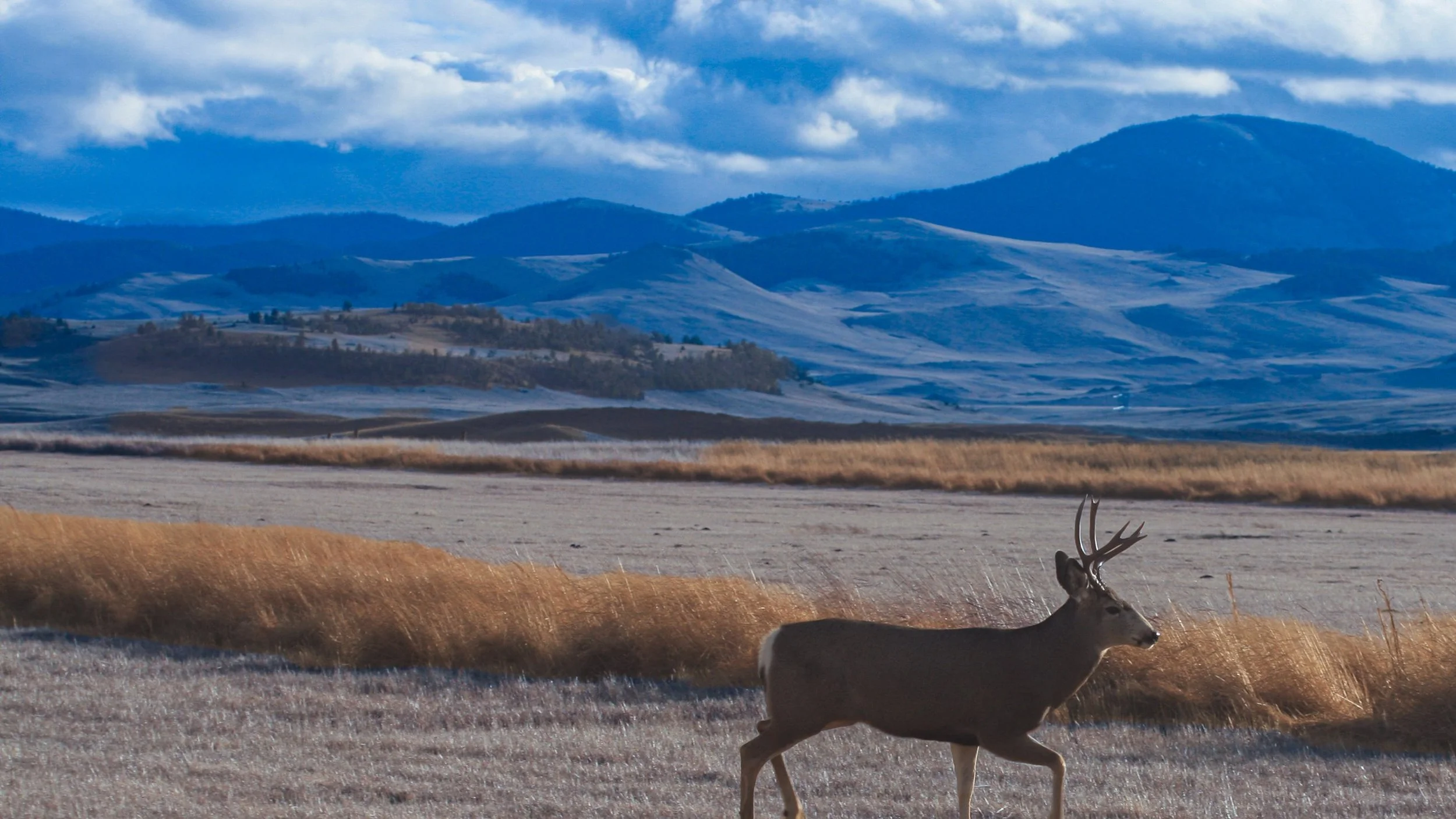 A deer walks across open country beneath blue mountains and clouds.