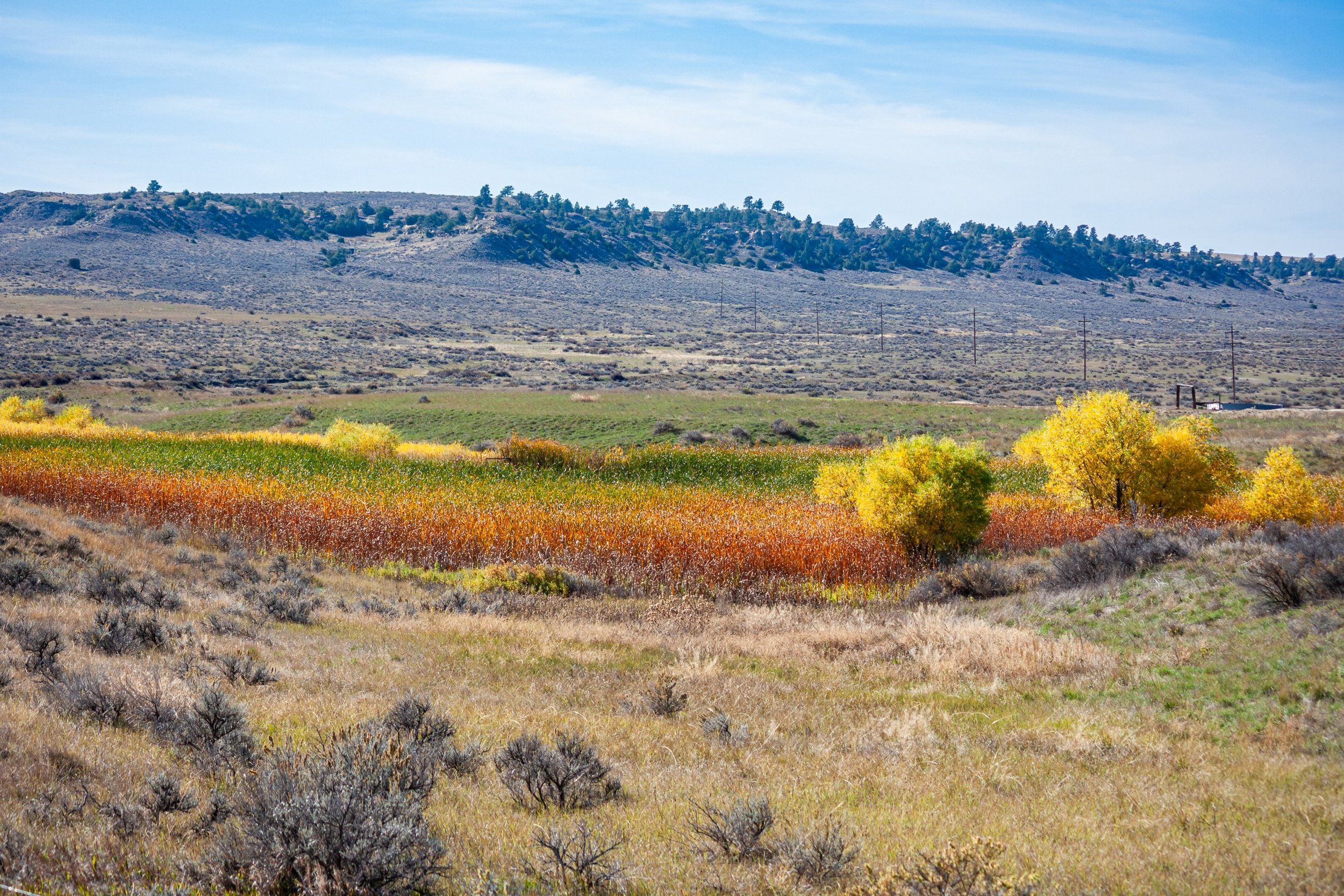 Golden autumn trees and grasses spread across open country.