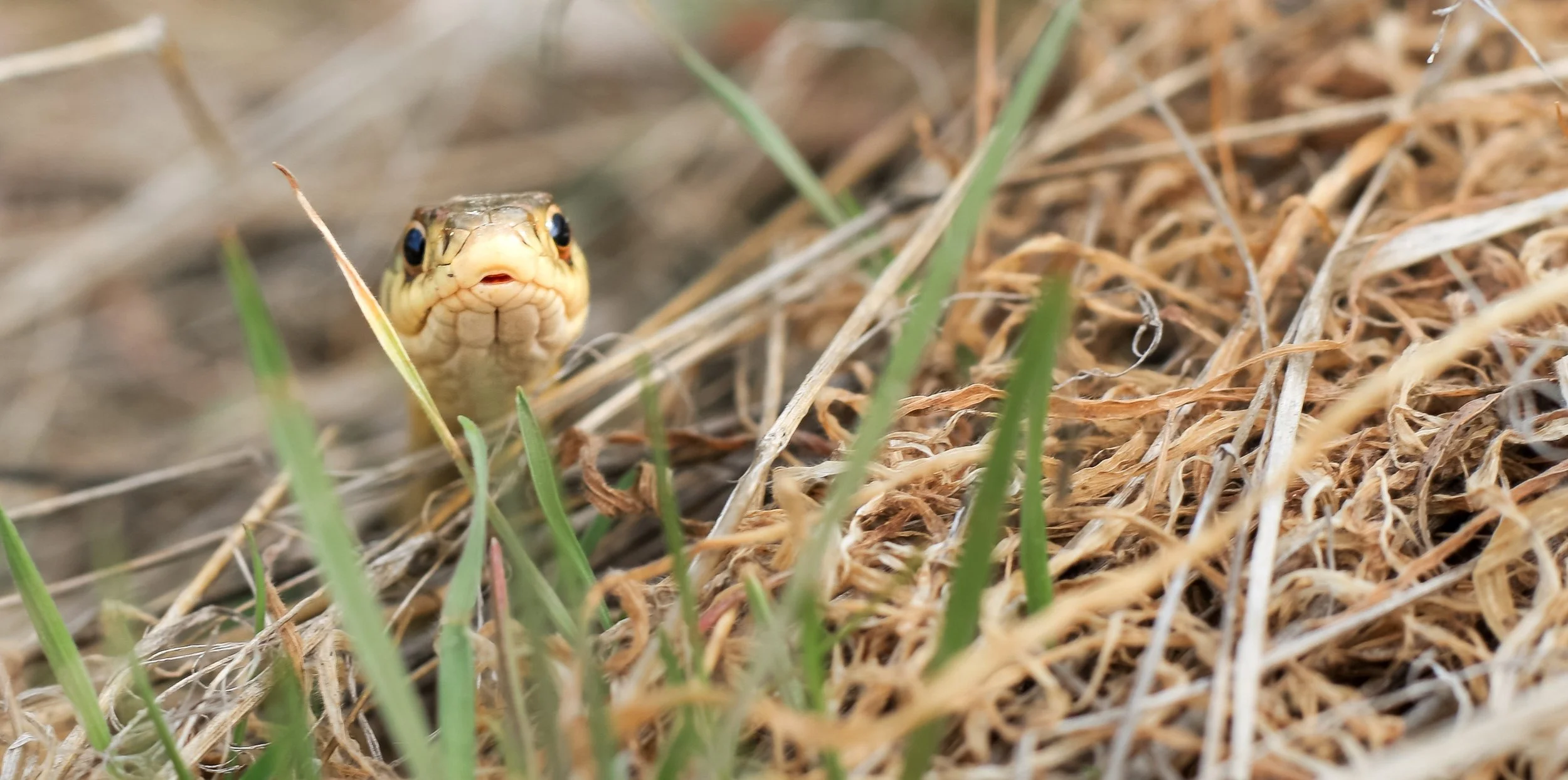 A snake peers out from pale grasses.