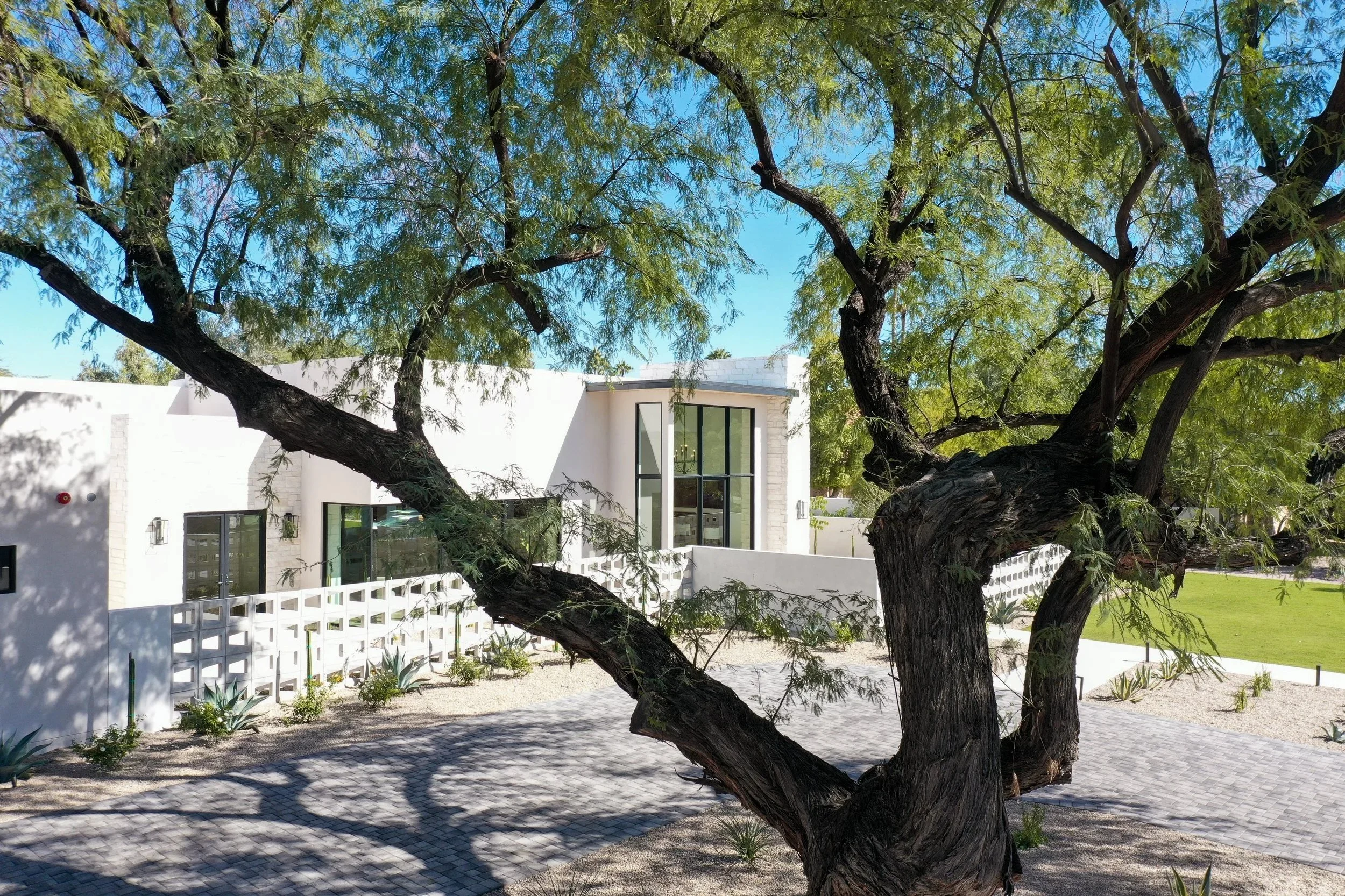 A modern house with large windows and white exterior walls, partially obscured by a large, sprawling tree with green leaves, in a sunny outdoor setting.