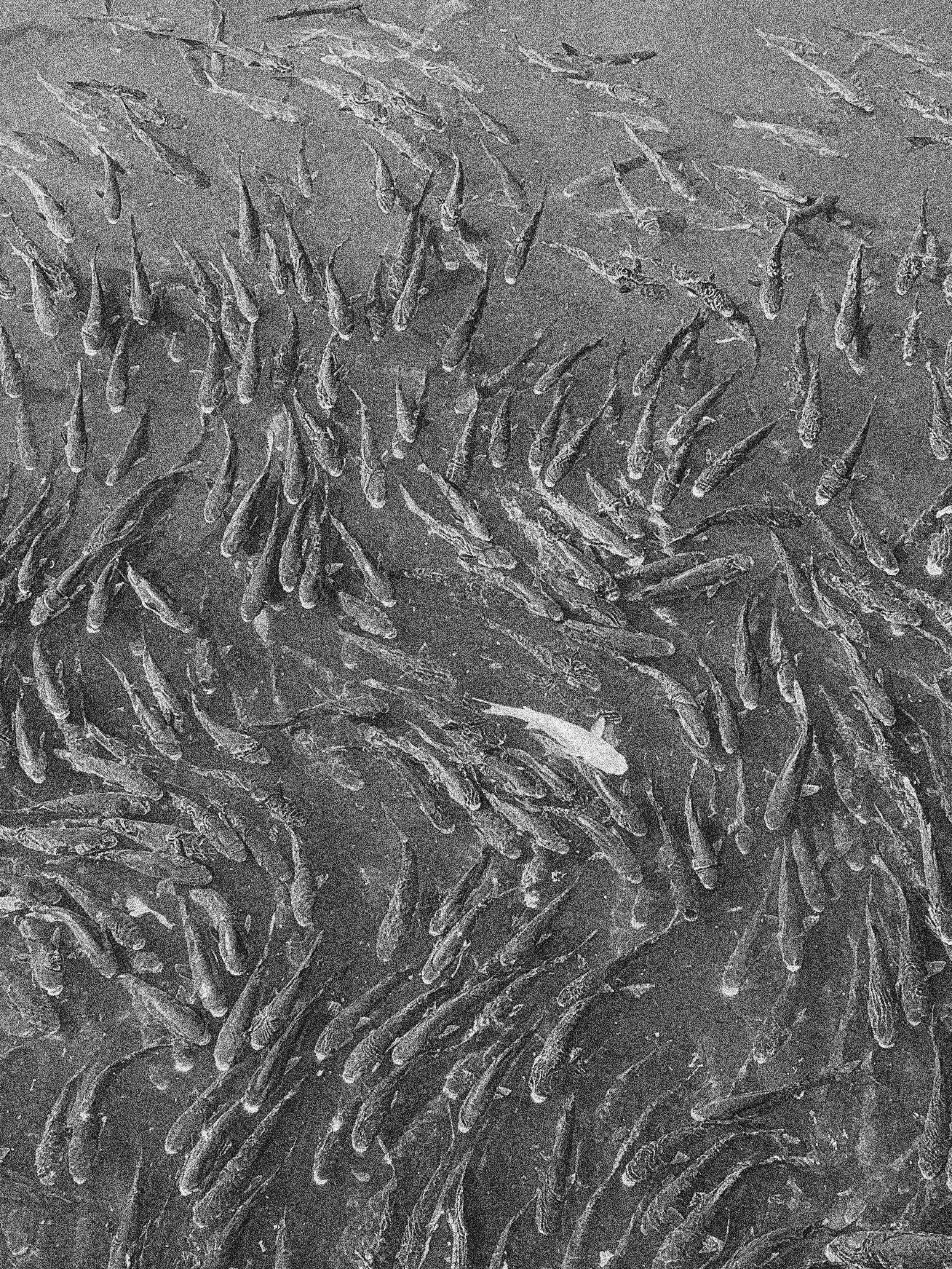 fish swimming in porto, portugal