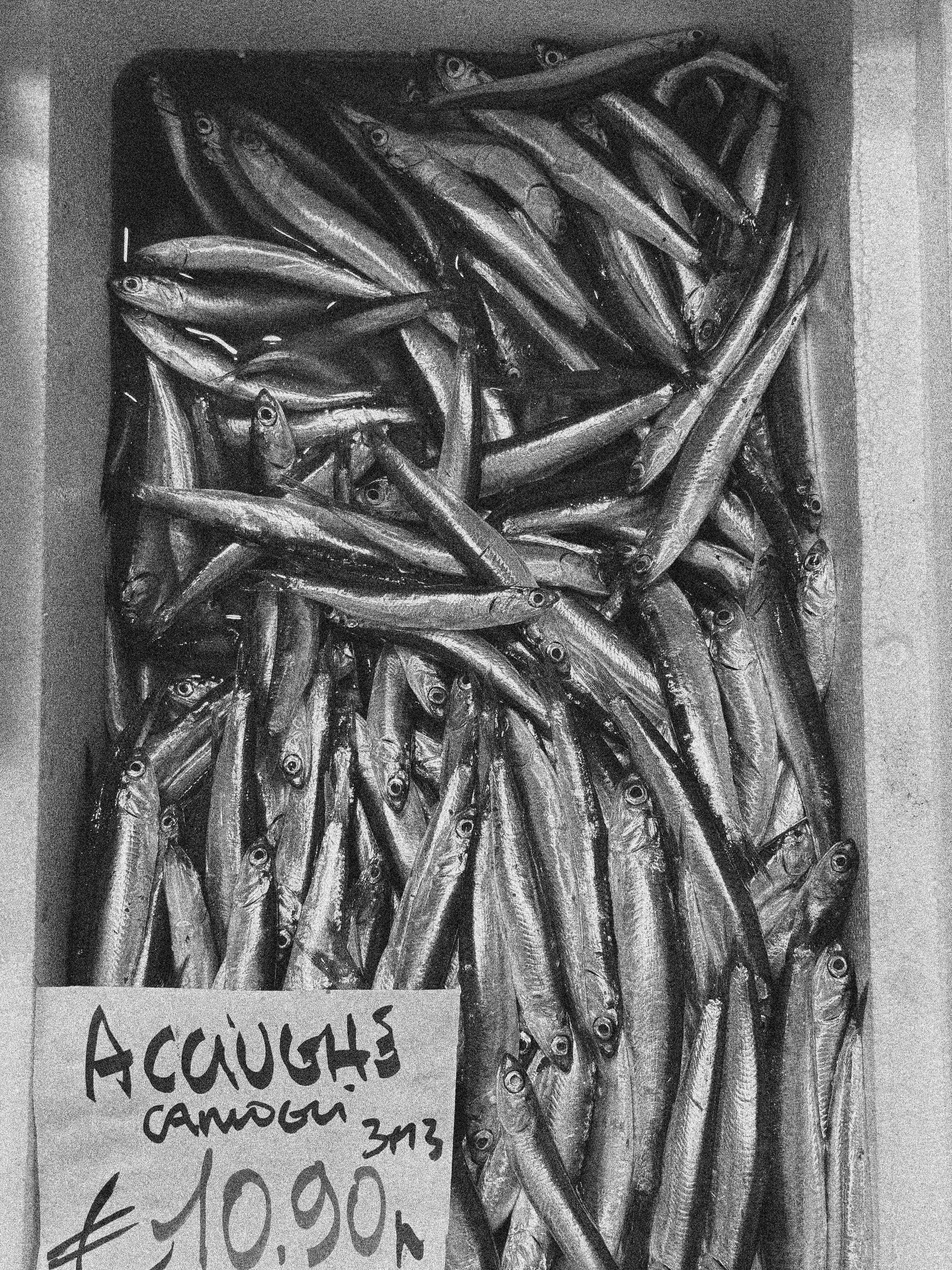 SARDINES AT A MARKET IN GENOA, ITALY