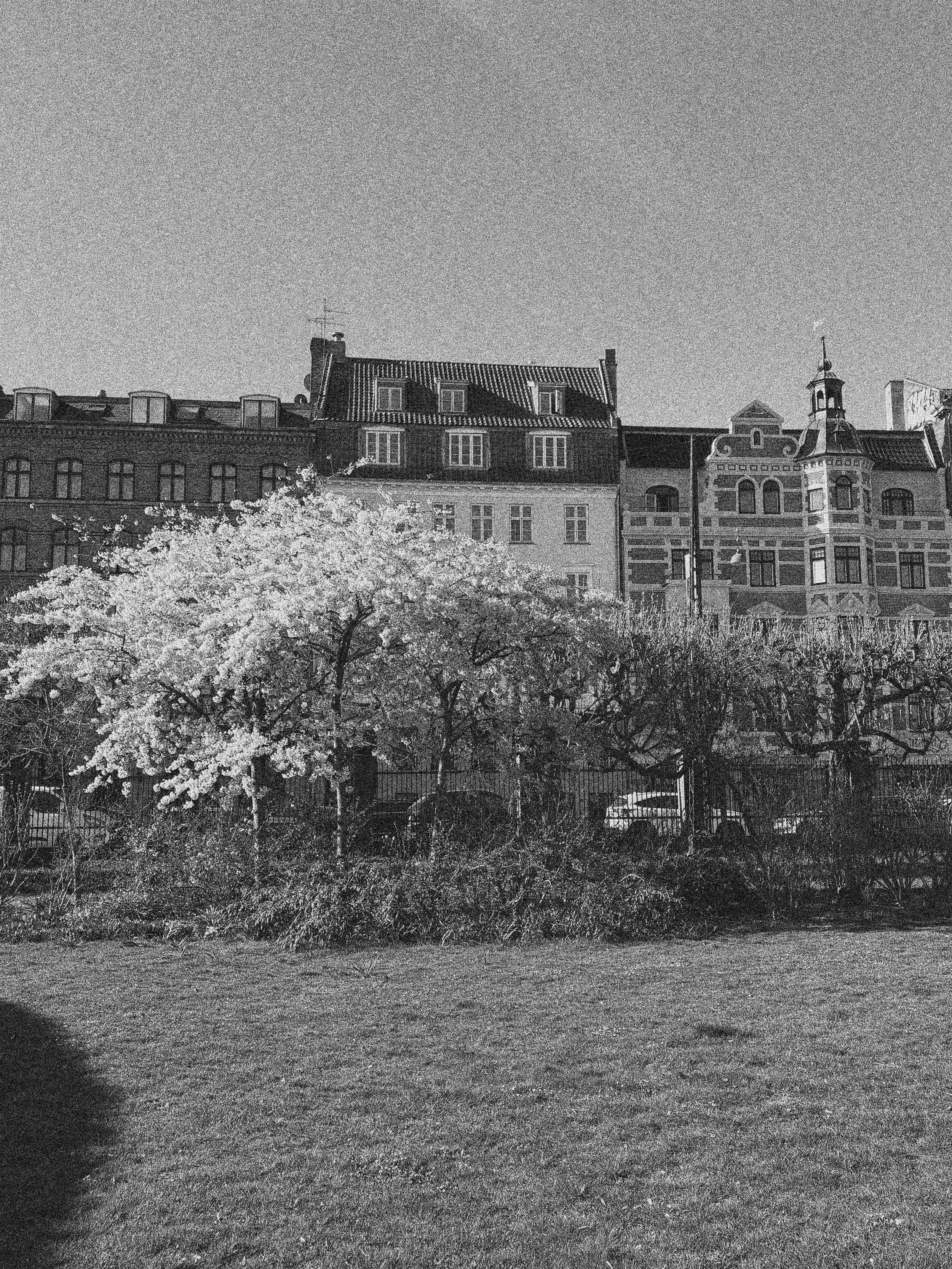 THE KINGS GARDEN IN COPENHAGEN, DENMARK