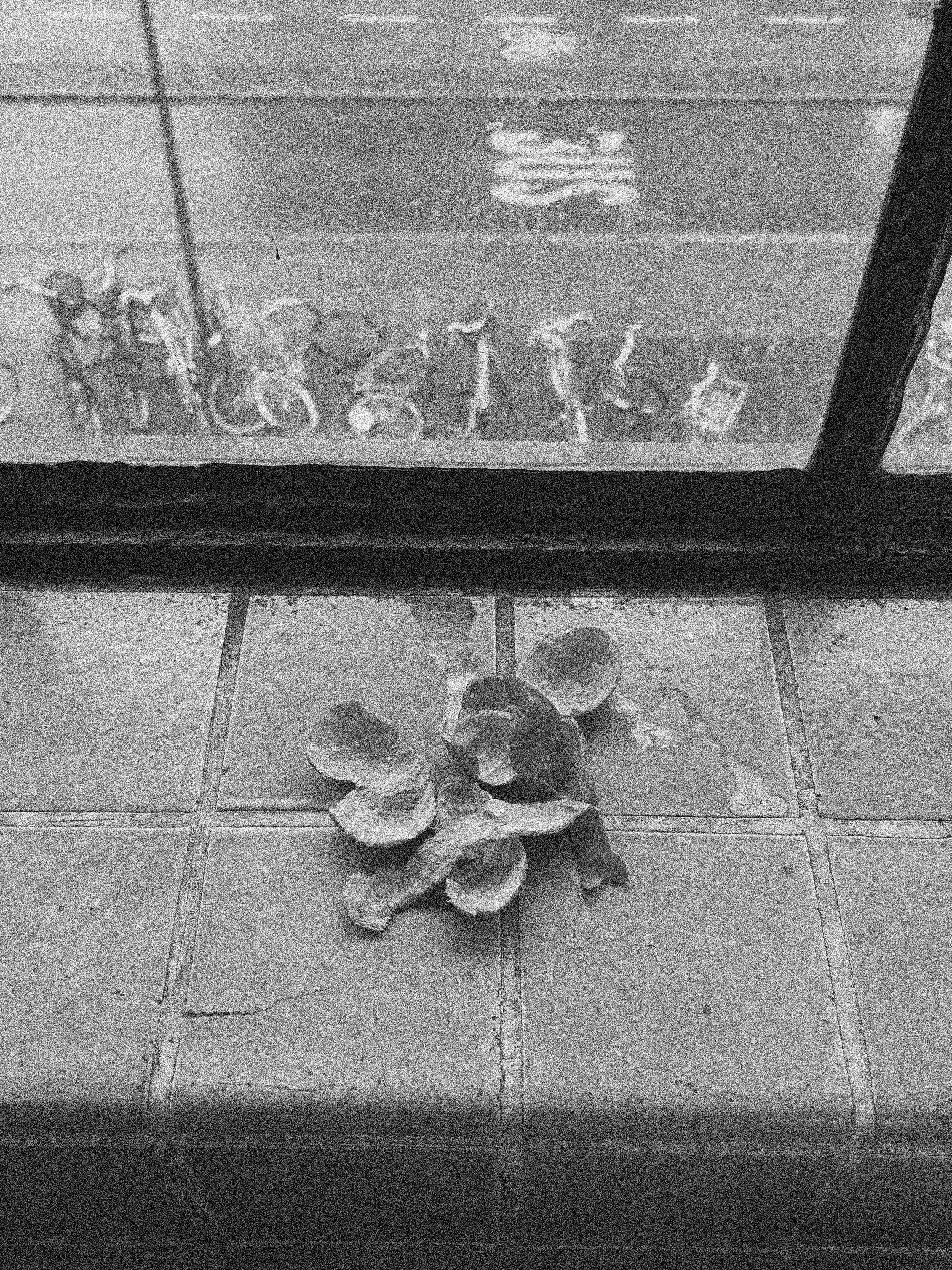 ORANGE PEEL ON A WINDOW SIL  IN COPENHAGEN, DENMARK