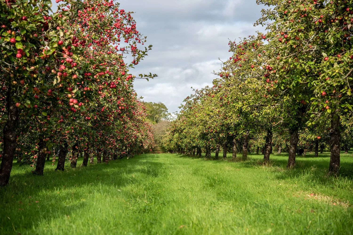 Advert for Cider Tour