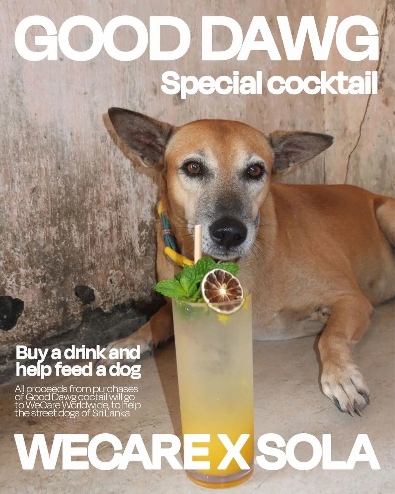 Buy a drink and help feed a dog 🐕

This special cocktail helps support the @wecare_srilanka a fantastic foundation providing vaccines and food for street dogs. 

But it goes further 🌞

We will also sell post cards of our local street dogs, where al