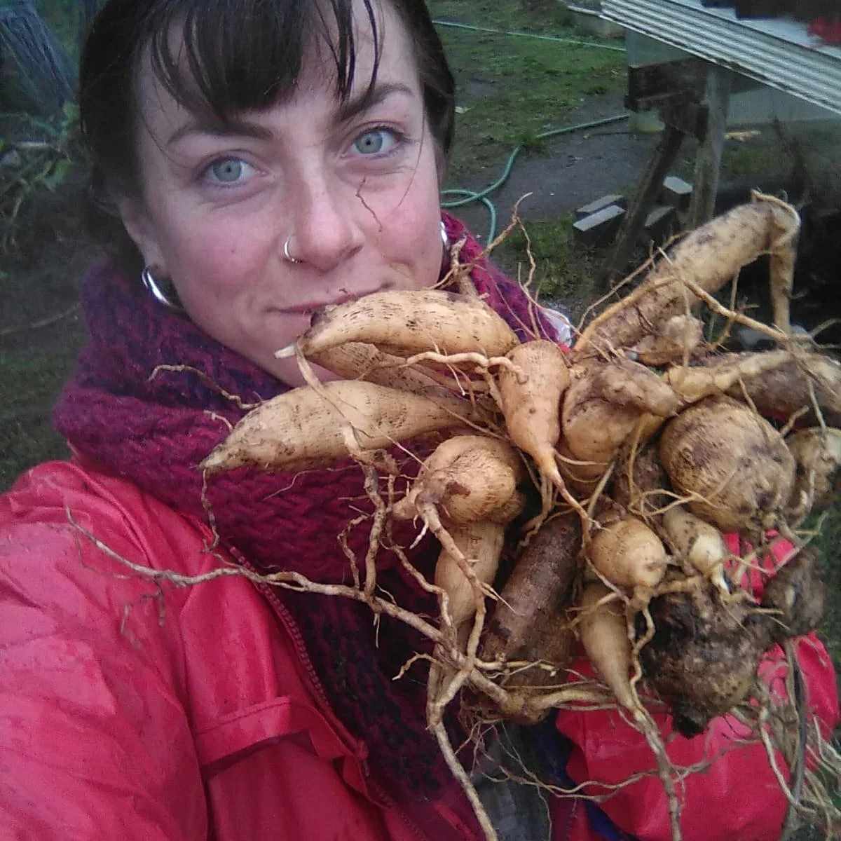 Tubertown! This is the end of the line for dahlias until April ! 

I will have tubers for sale in March, stay tuned.

I am looking for volunteers in the field next week and potential hires for April-October next year, DM if this sounds like something