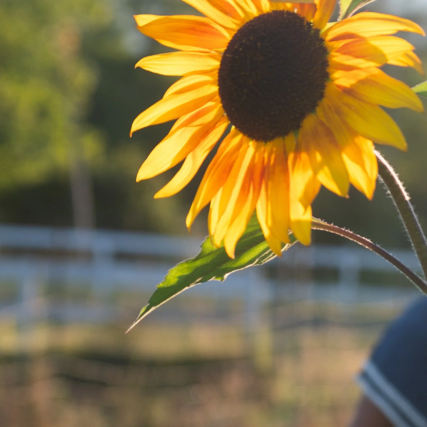 Farewell sweetest summer days. Dahlias are out of the ground and it's just so much harder to stay motivated when there are no bouquets to be made. Sleepy days, drizzle drizzle, compost and leaves and cover crops and bye bye Boots for another year. 


