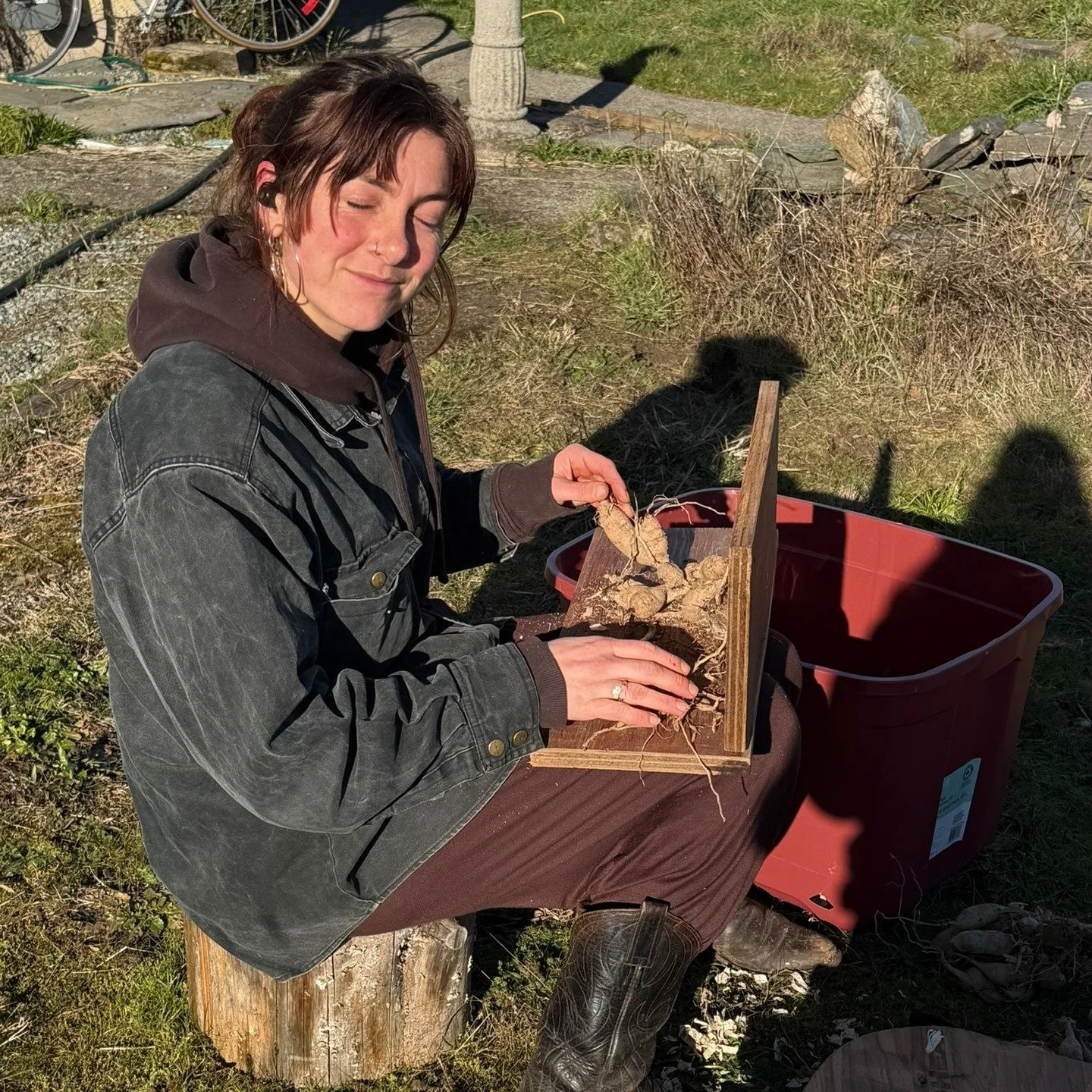 Separating dahlia tubers in the sun and preparing for another exciting year of growing! 
What are you looking forward to trying in your garden this year?