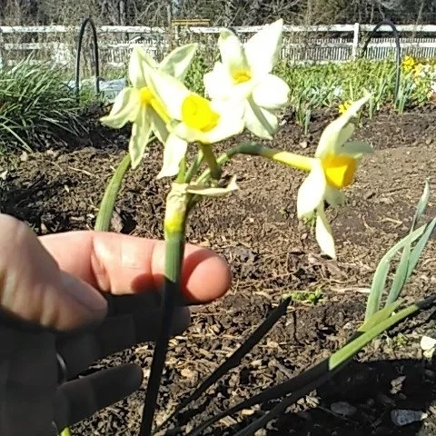 Tiniest friends of the farm, thankyou for everything. 

Today I pinched the leaved of some eucalyptus shoots and melted at the scent; memories of a childhood climbing gum trees, chewing eucalyptus leaves and stripping the fibrous bark from a paperbar