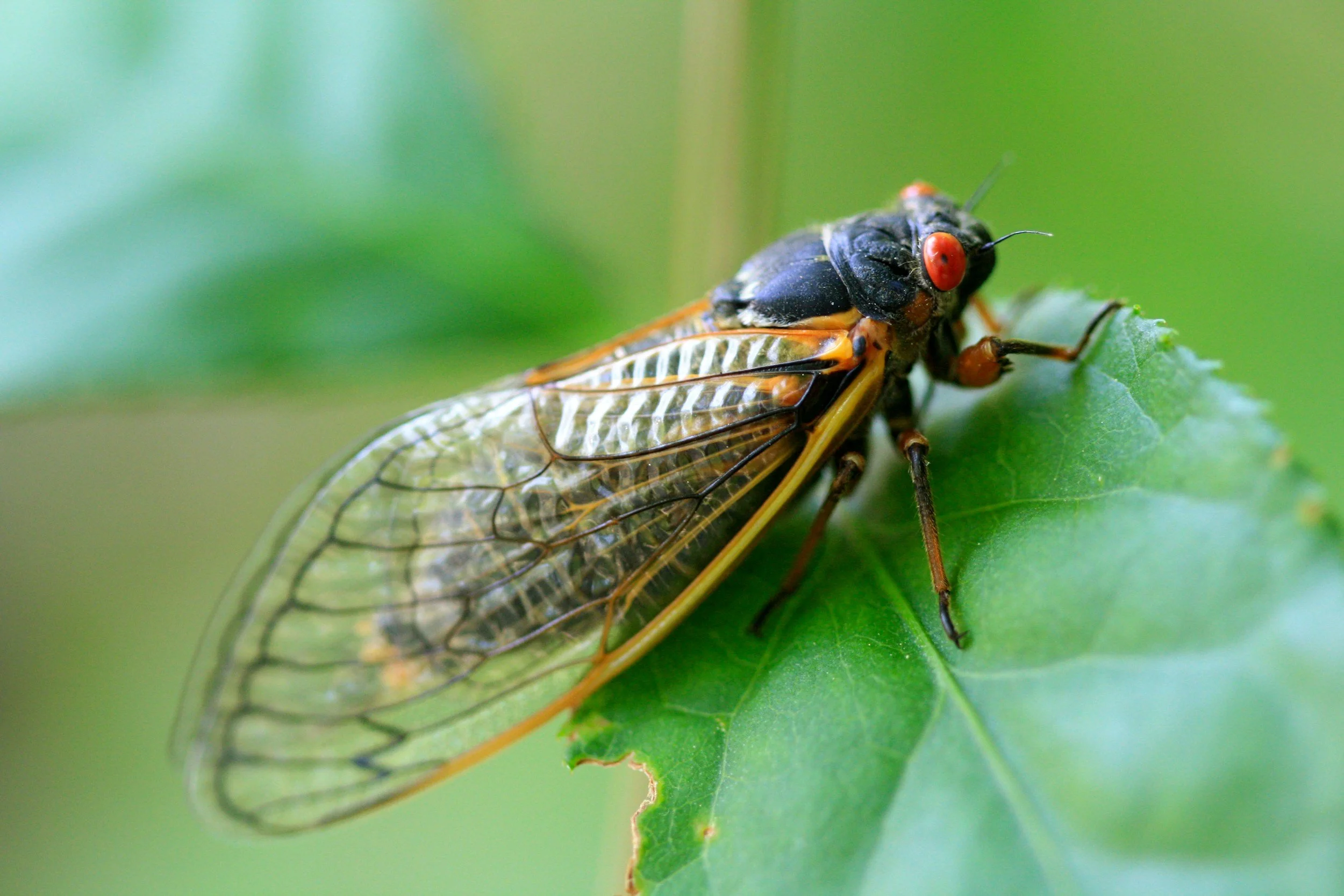 Cicadas Rising