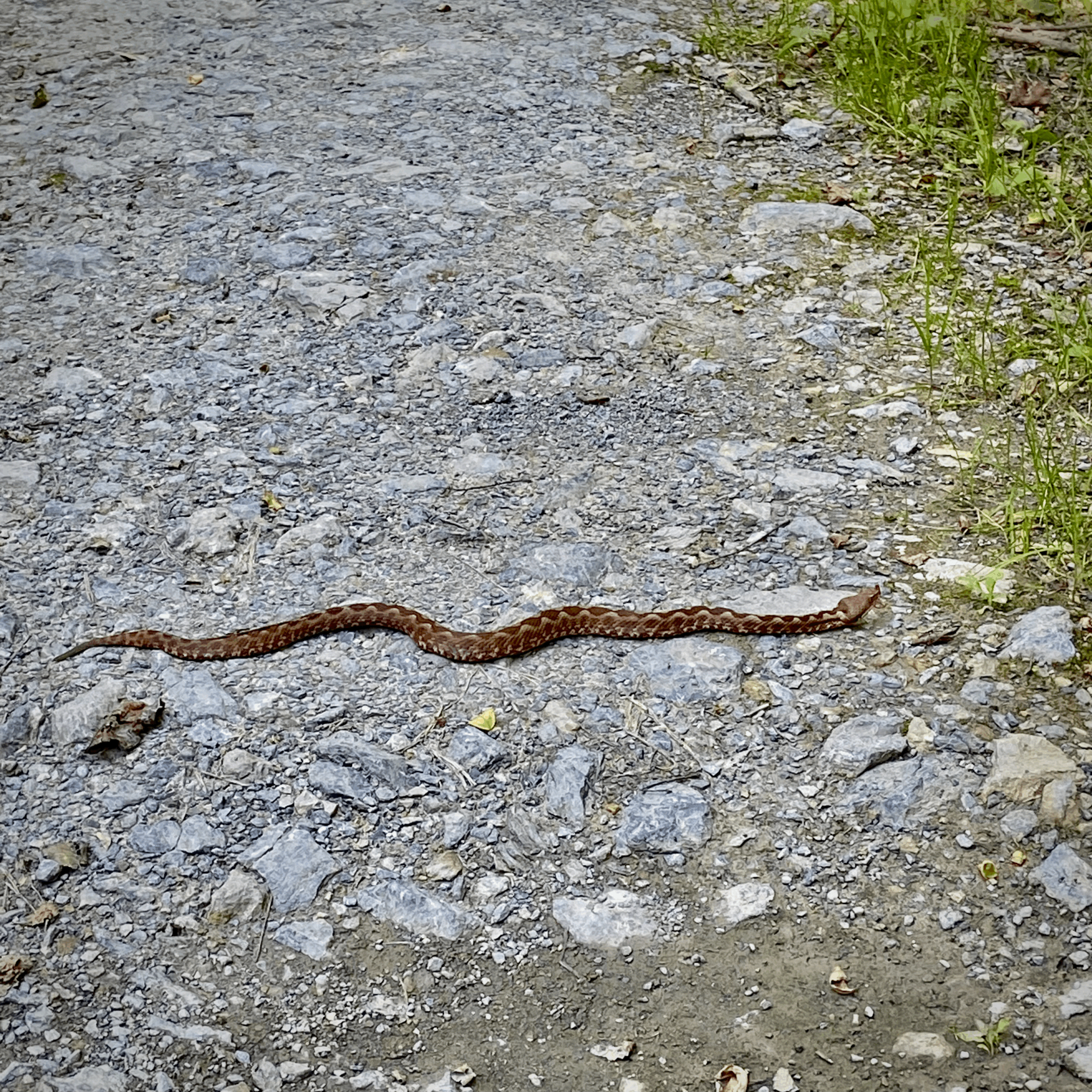 What a Snake Taught Me About Curiosity