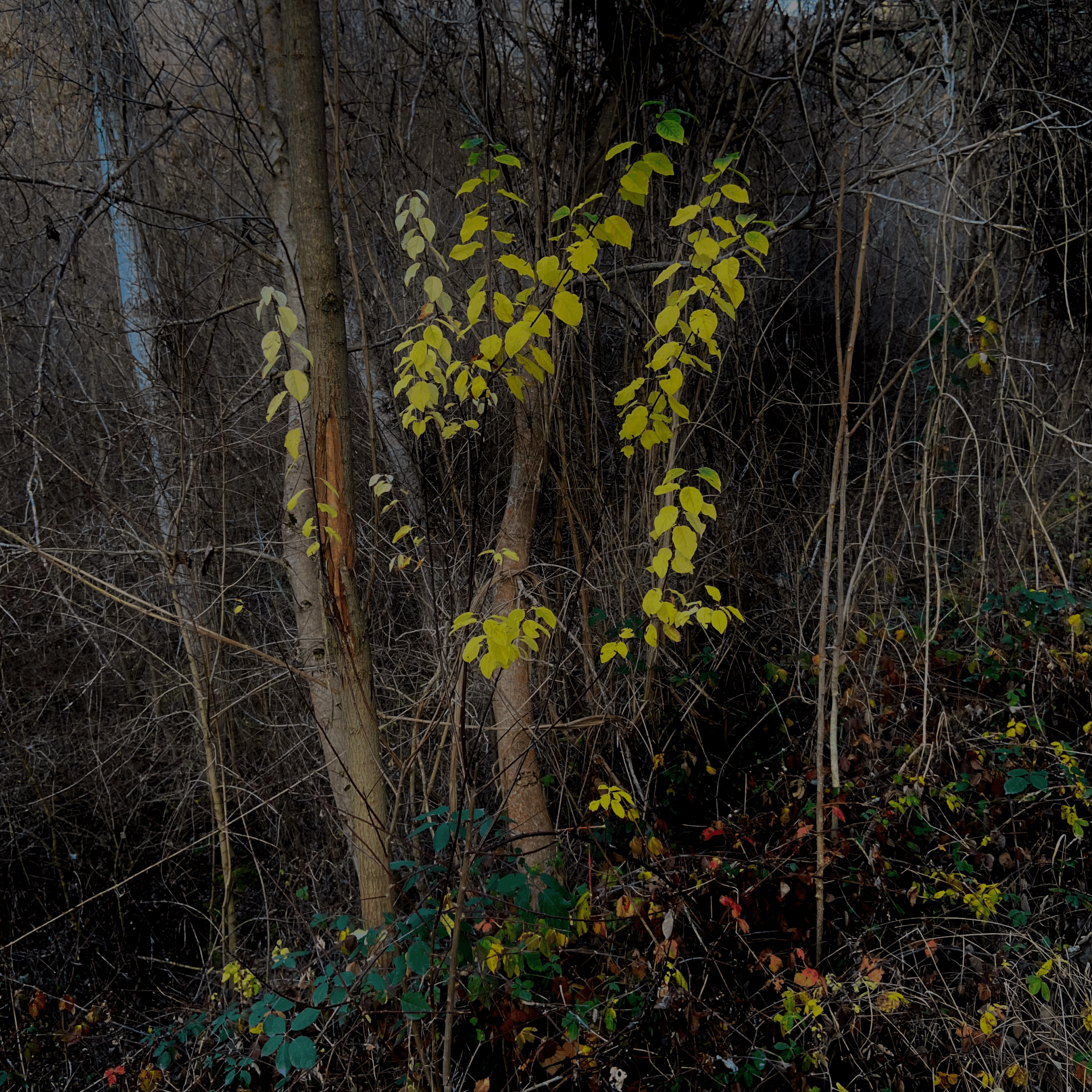 When the World Becomes Too Much