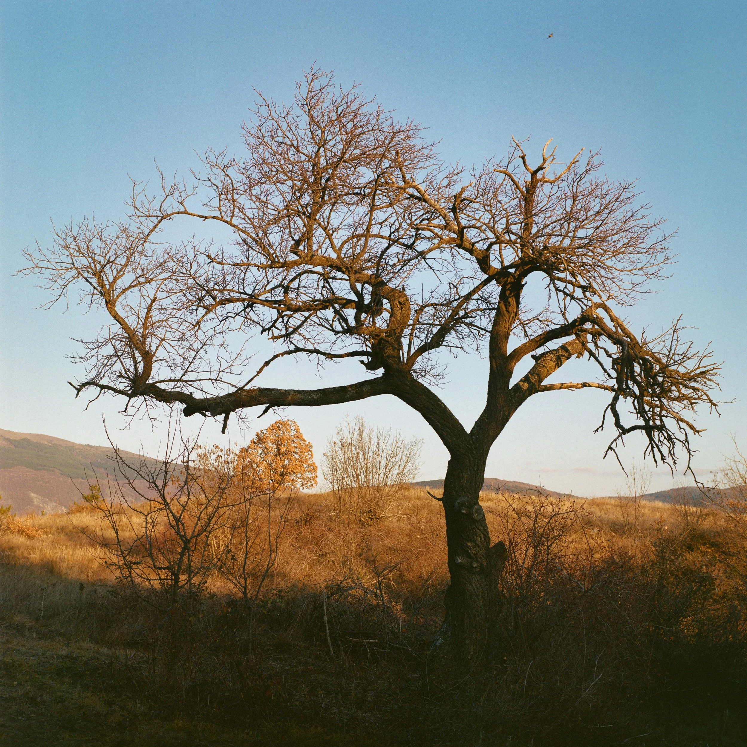 A leafless tree stands in the foreground with a blue sky and distant hills in the background during late afternoon or early evening.