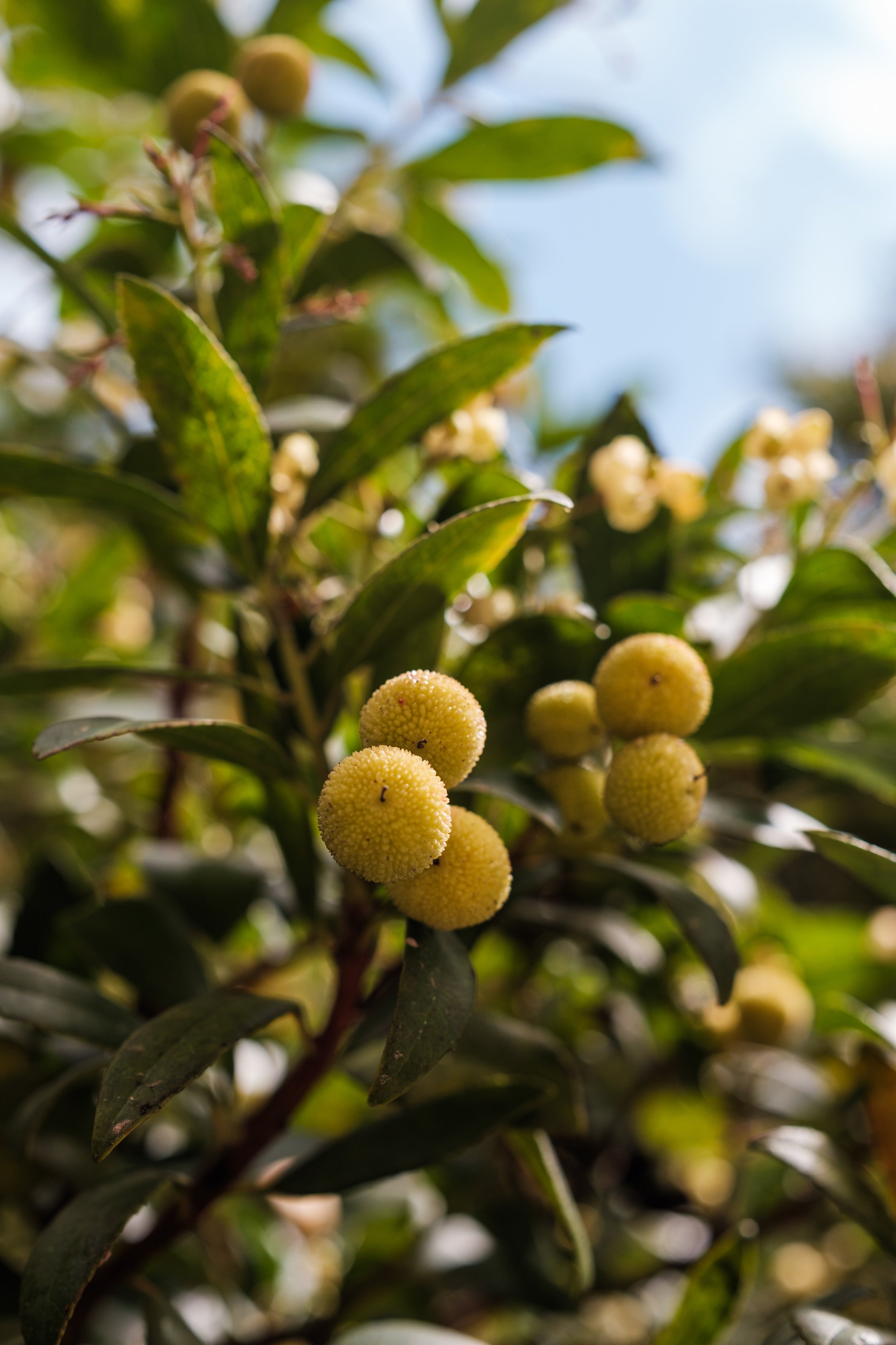 Arolla_PortugalNov2025_017 copy.jpg