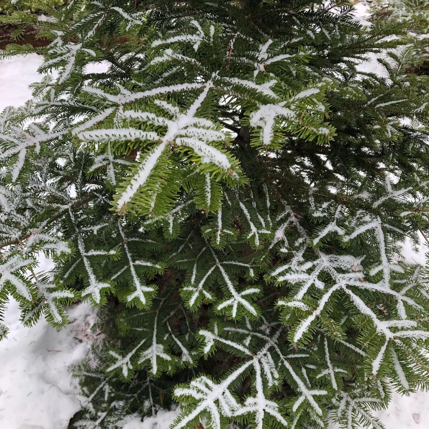 The new year according to Earth. Resolutions: spread care and hope, find the beauty, stand for good and show up. Peace❤️