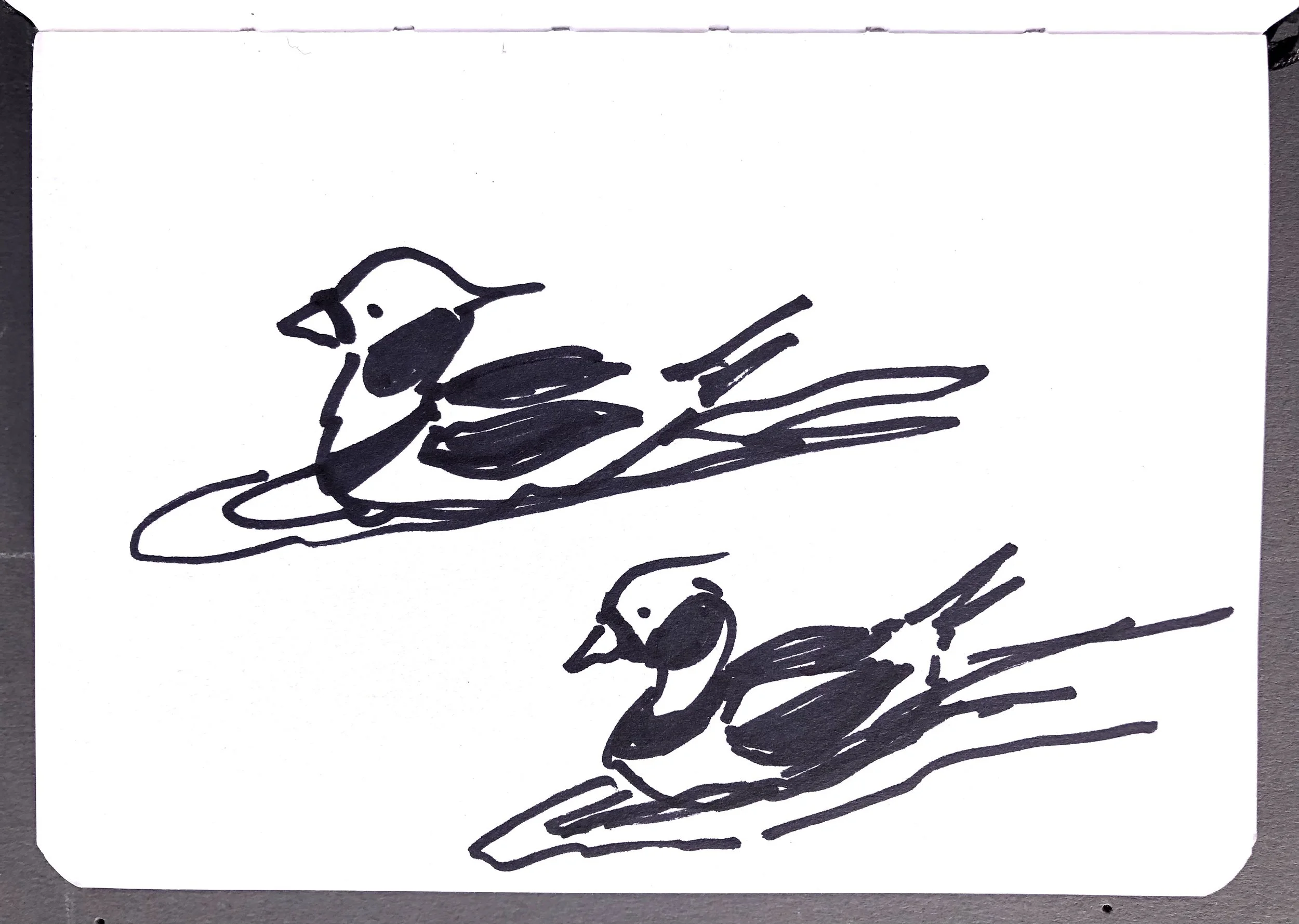 Black ink sketch of two birds sitting on branches, with one bird in the foreground and one in the background.