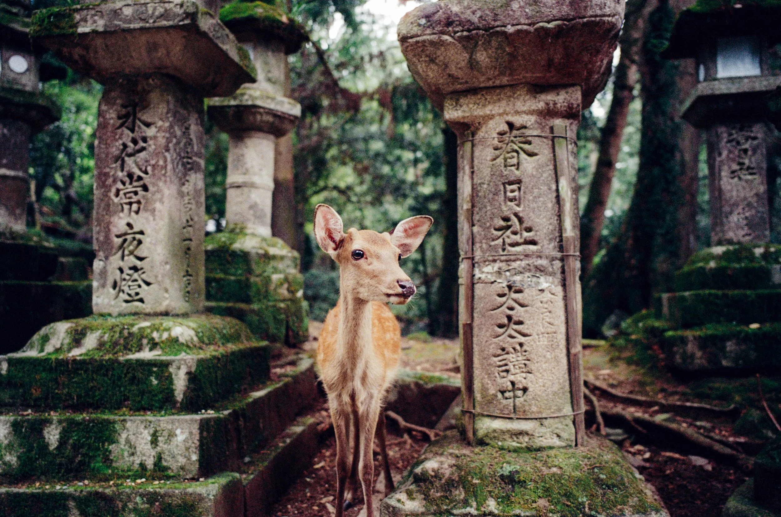 20250826-kodak_800_c_41_36938_101672_227250_002279010026 copy.jpg