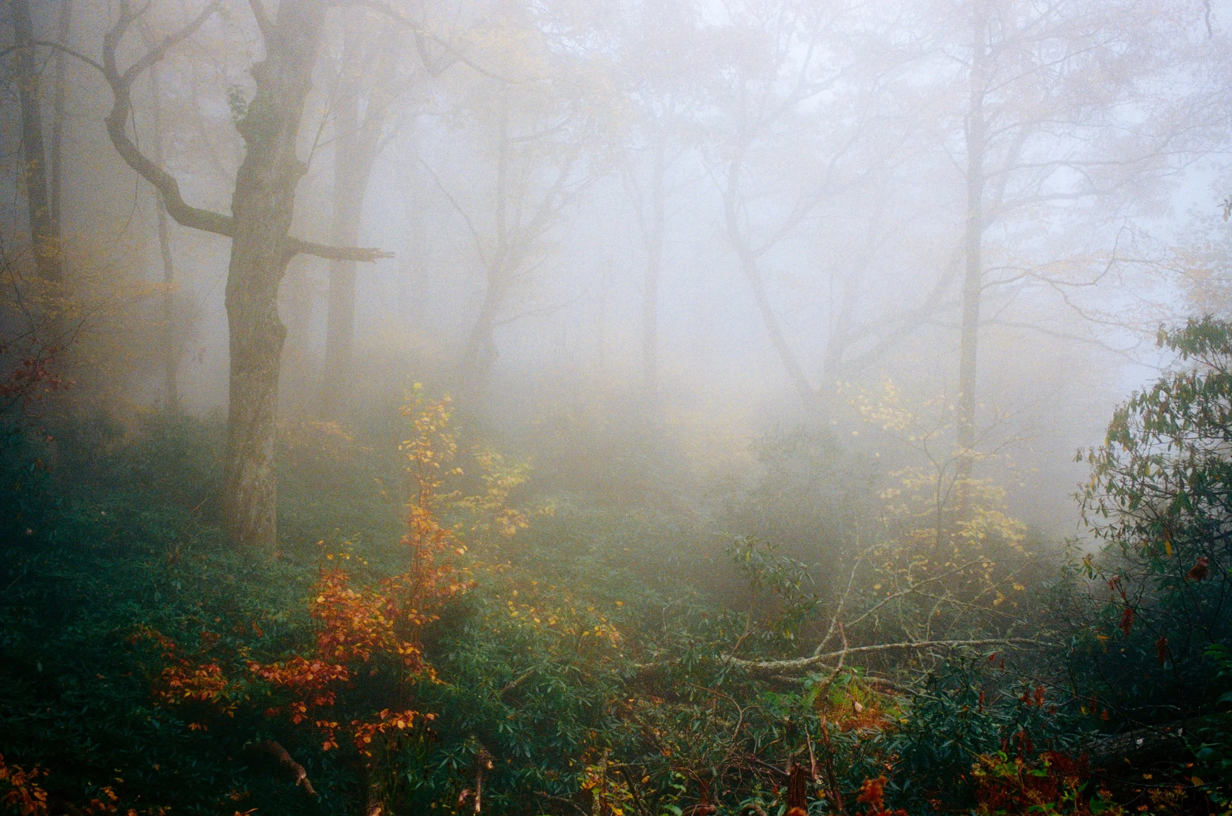 20251028-kodak_800_c_41_36938_109642_247715_000007150012 copy.jpg