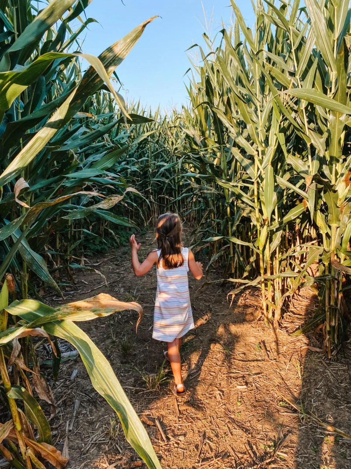 Girl wearing striped summer dress walks through corn maze at Stone View Farms in Darlington, Maryland