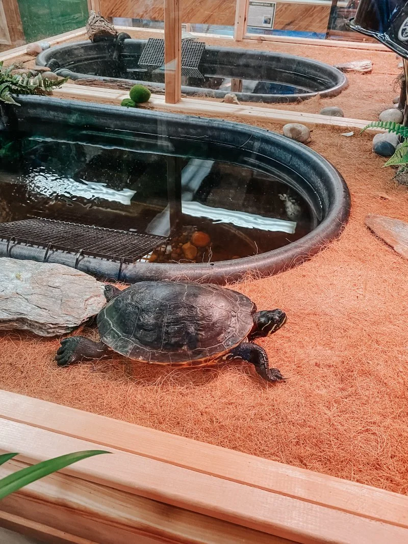 Eden-Mill-Turtle.jpeg