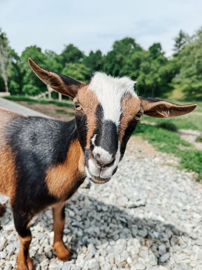 processed_goat gathering.jpeg