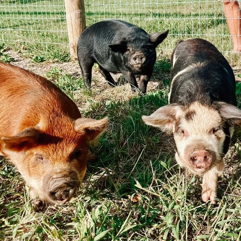 processed_Stone View farm pigs.jpeg