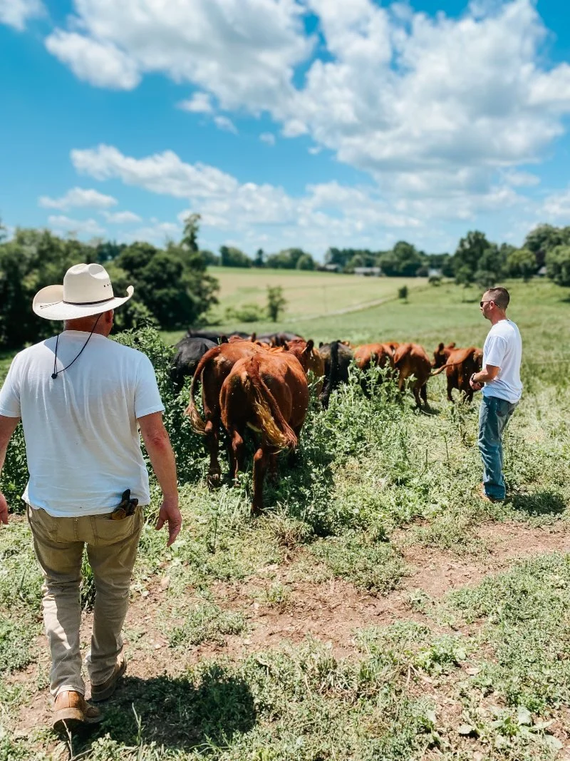 Grand View Farm: Regenerative, Pasture-Raised Farming in Harford County
